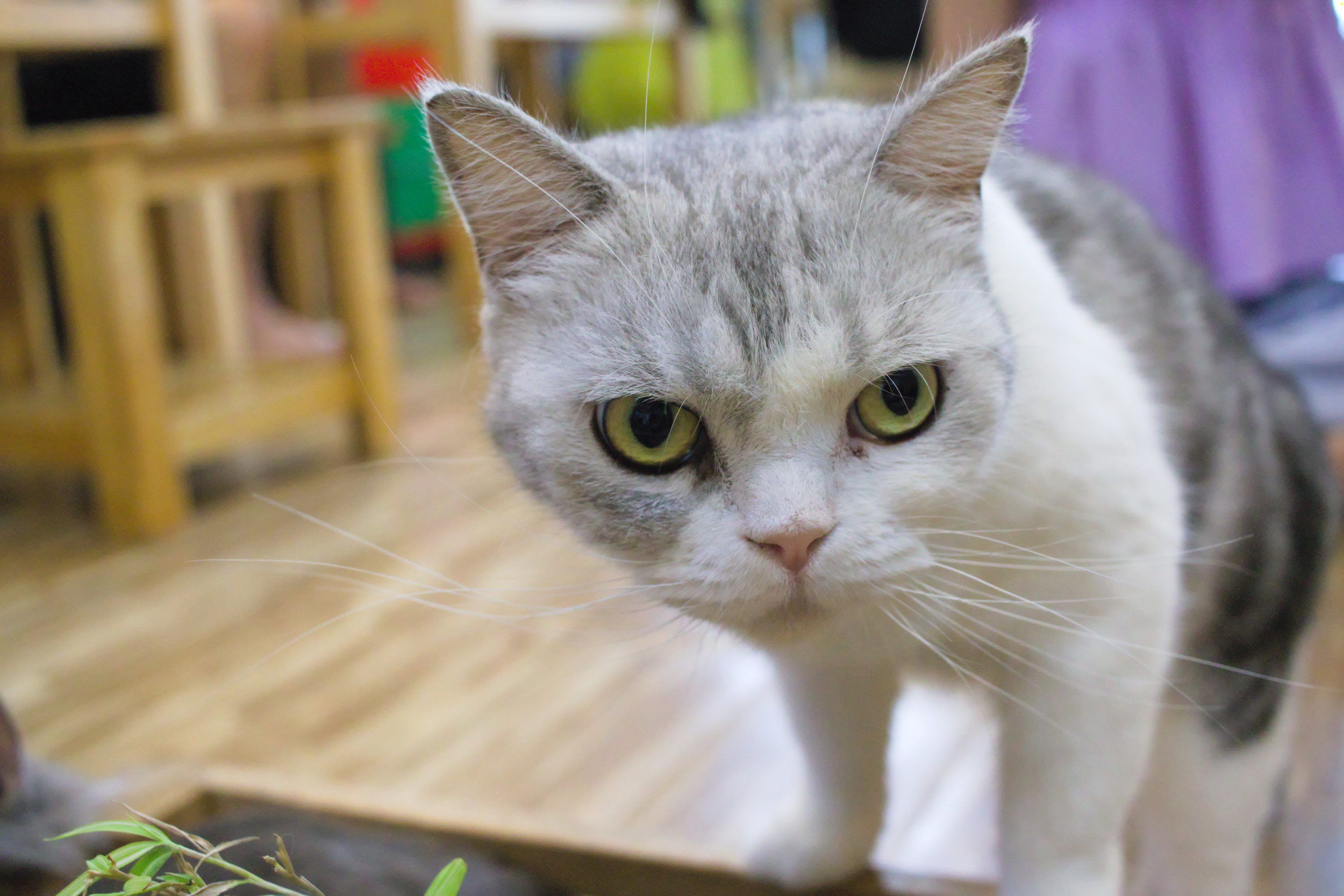 Cat Owners Boyfriend Comes Over but Feline Has Same Problem: Always Mad
