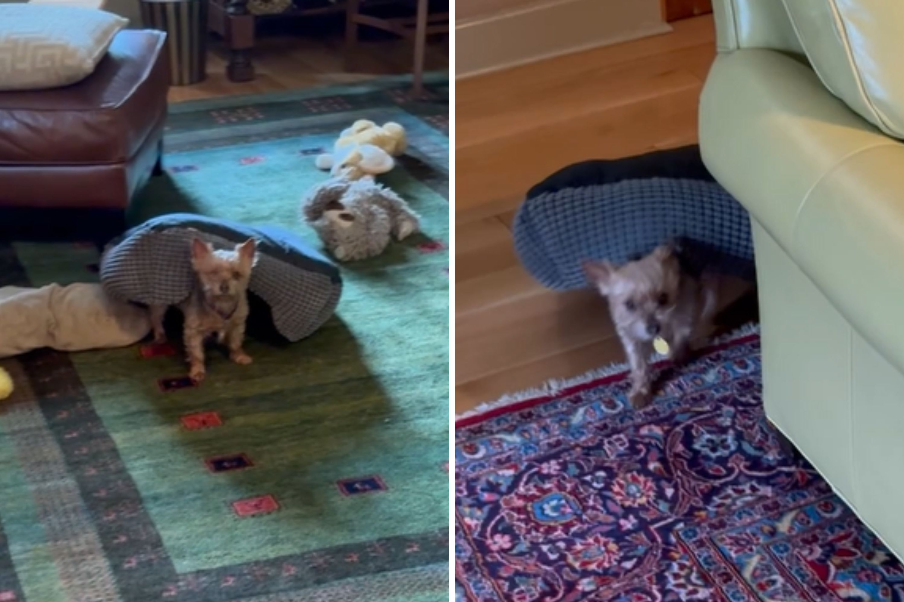 Latest Pet of the Week News & Archive | Newsweek.com