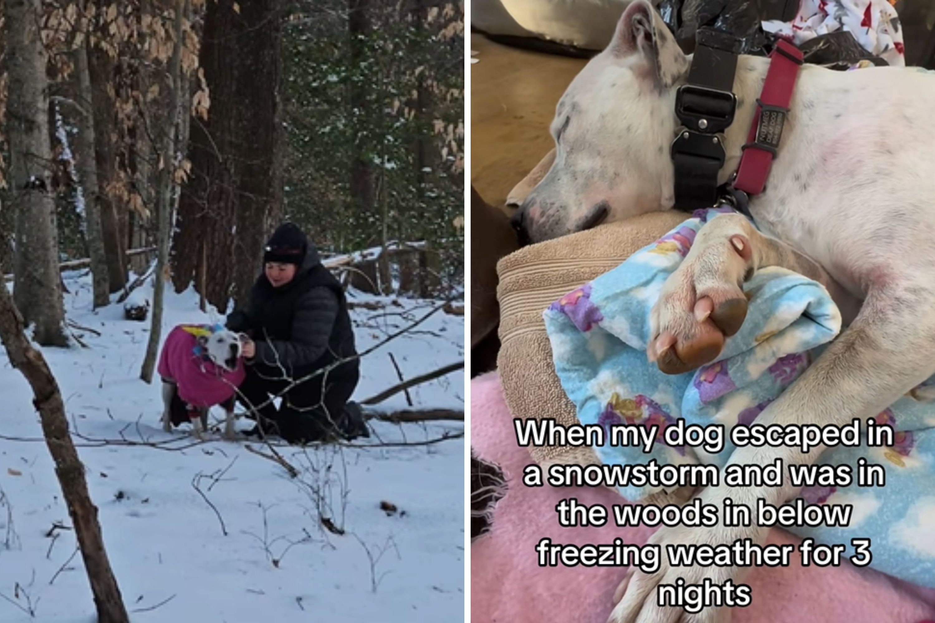 Deaf Rescue Vanishes in Snow&mdash;Owner Checks GPS Collar, Then Panic Sets In