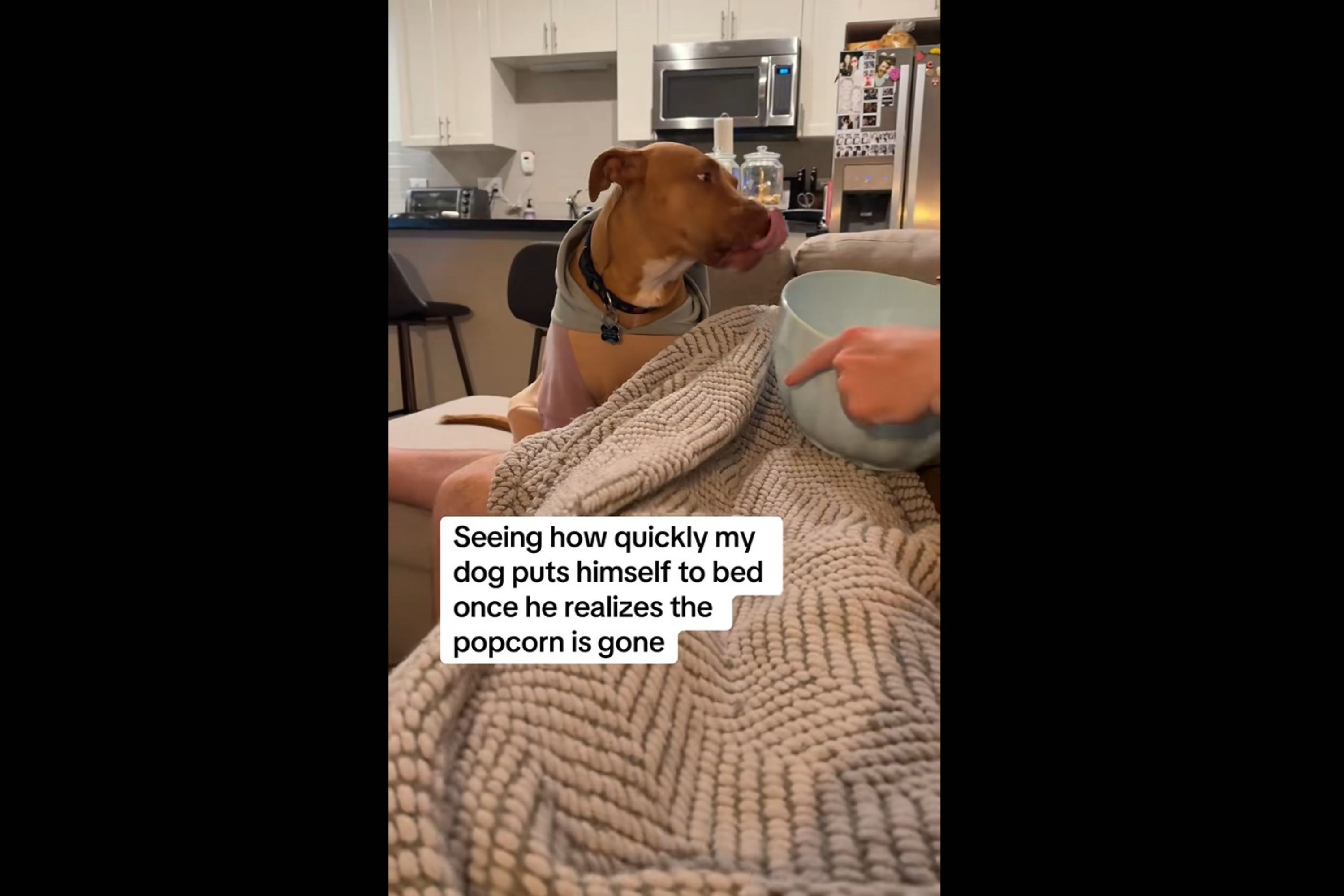 Rescue Dog Takes Himself to Bed After Snack, Internet Obsessed With Reason