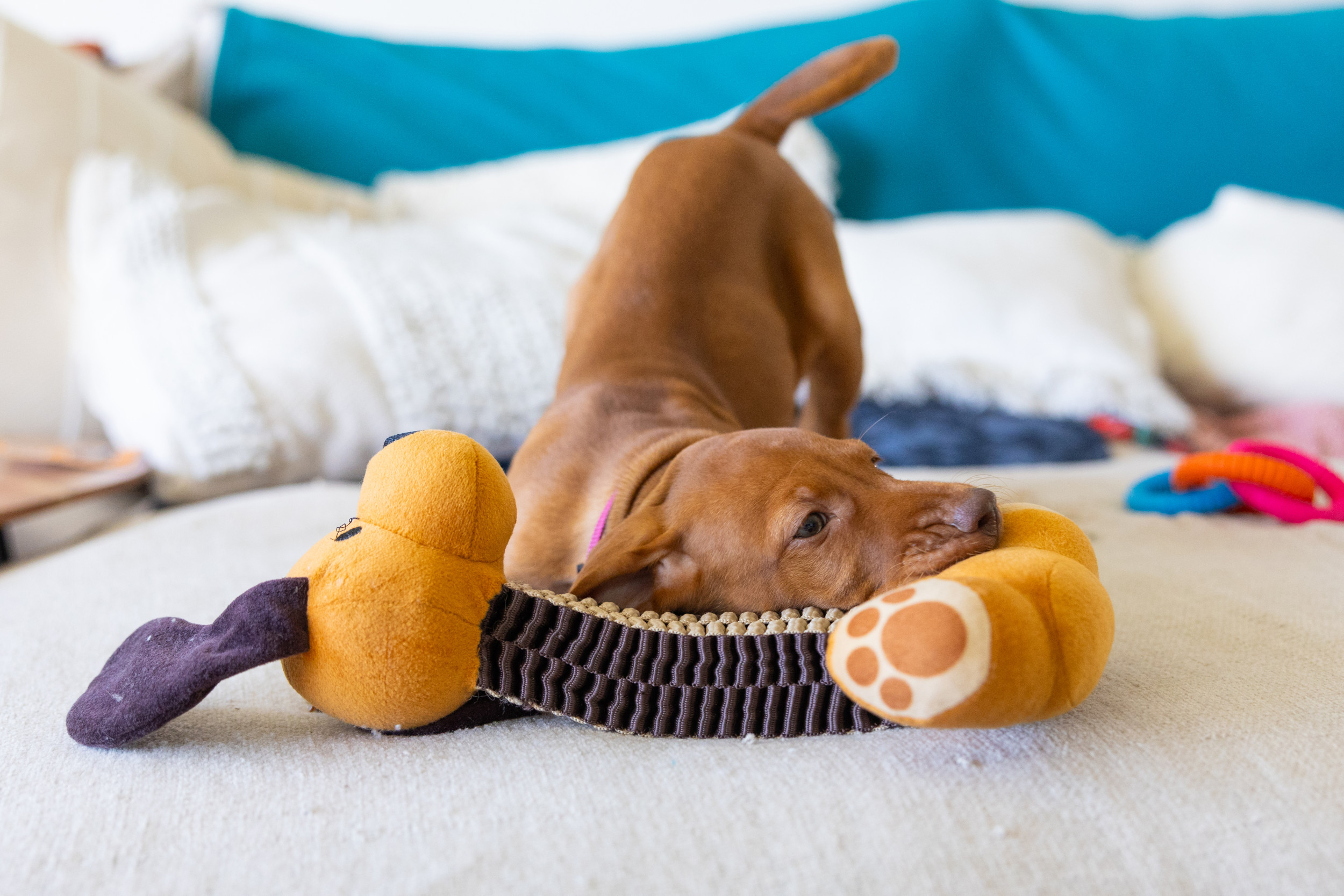Pointer Puppy Begs for Older Labrador Retriever Sibling To Like Her