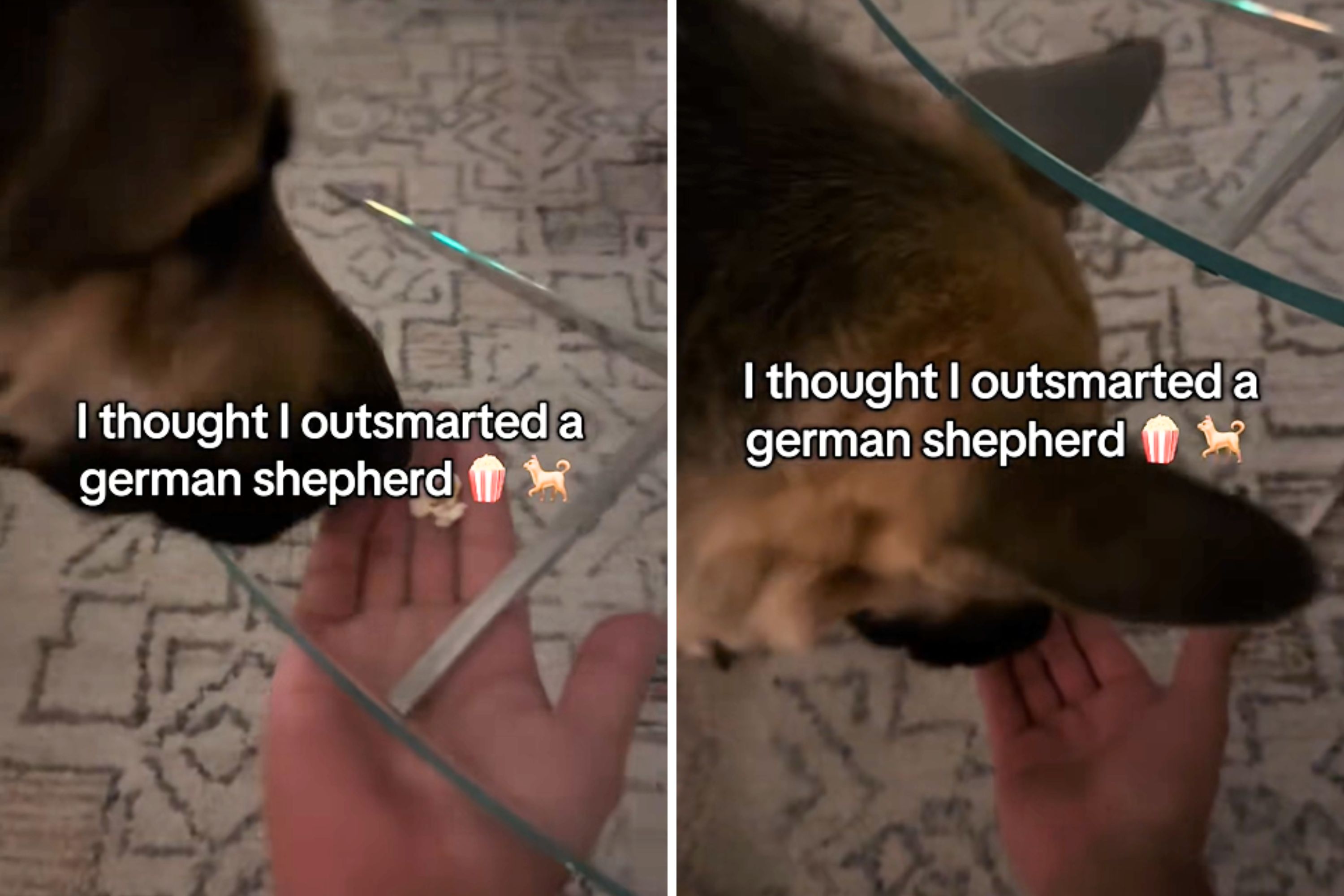 Mans Plan to Outsmart German Shepherd Backfires Hilariously