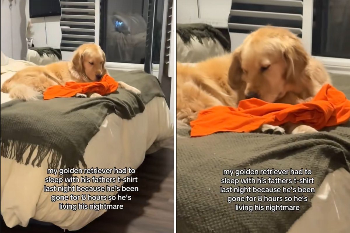 Golden retriever cuddles owner's shirt