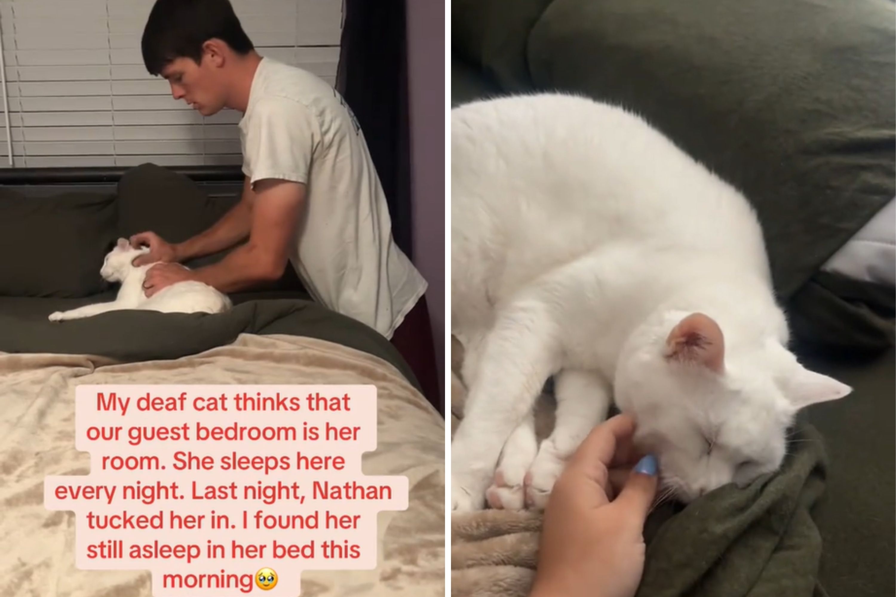 Deaf Cat Claims Guest Bedroom As Hers, What Owner Does Next Warms Hearts