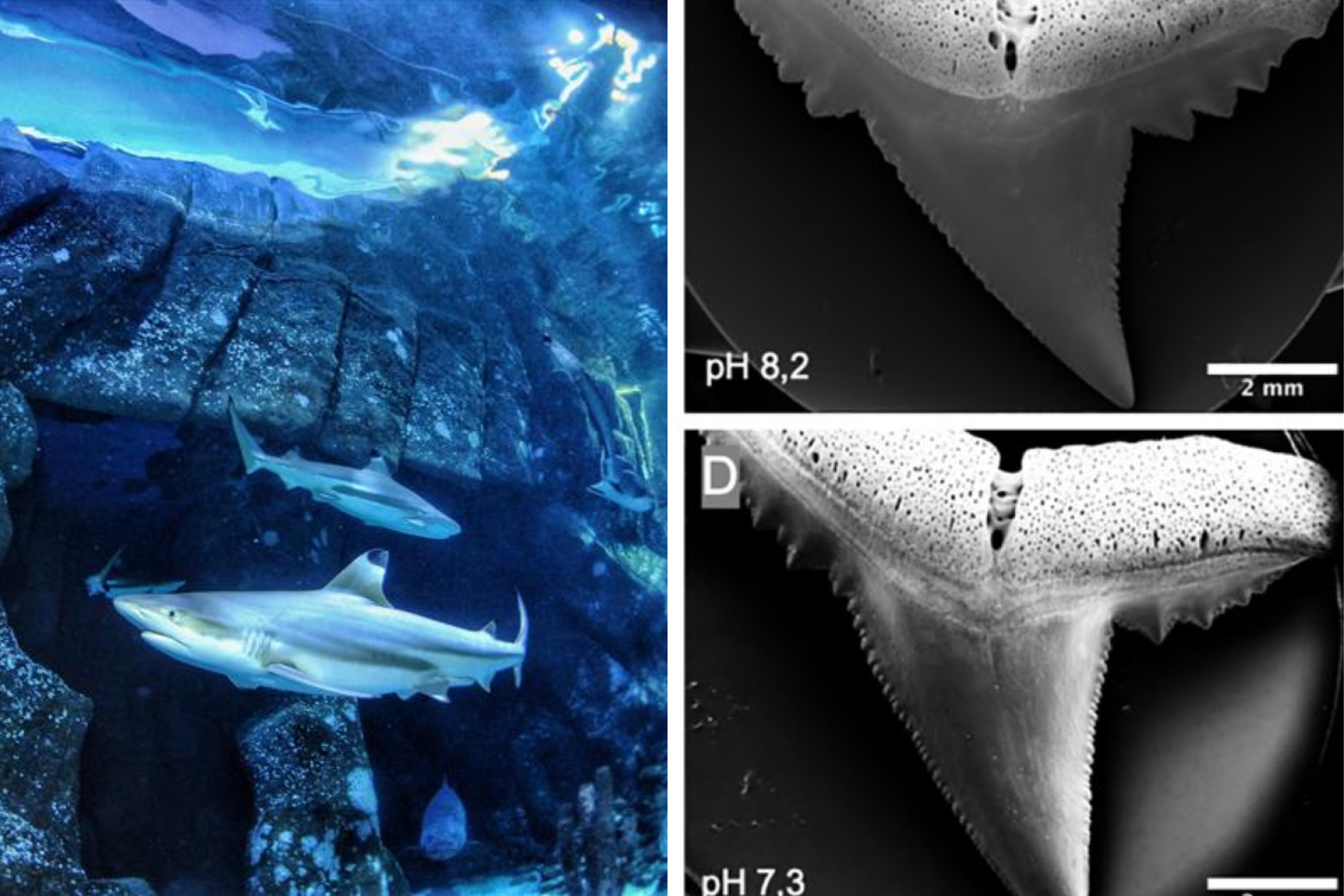Sharks' teeth to dissolve in future oceans