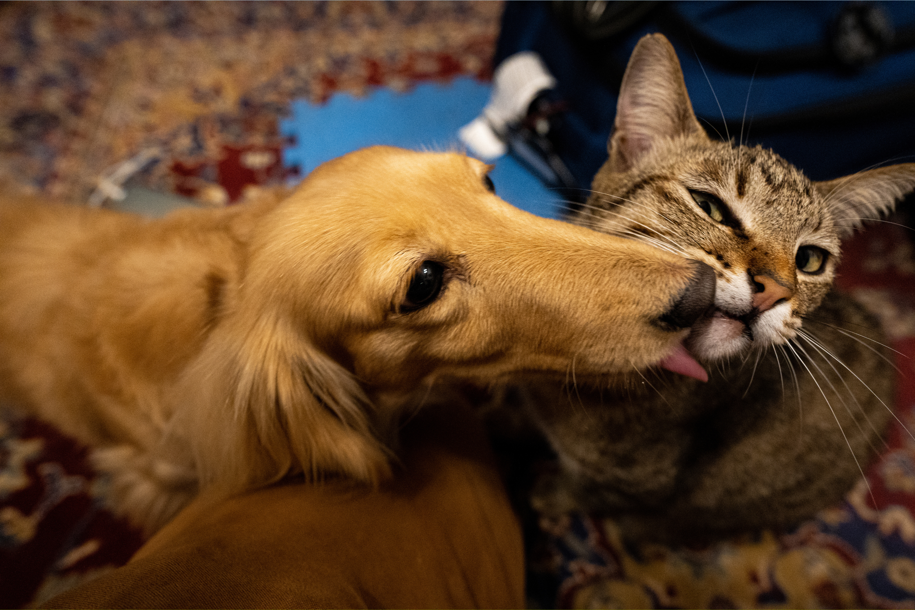 Owner Concerned at How Golden Retriever Playing With Kitten&mdash;Clip Goes Viral