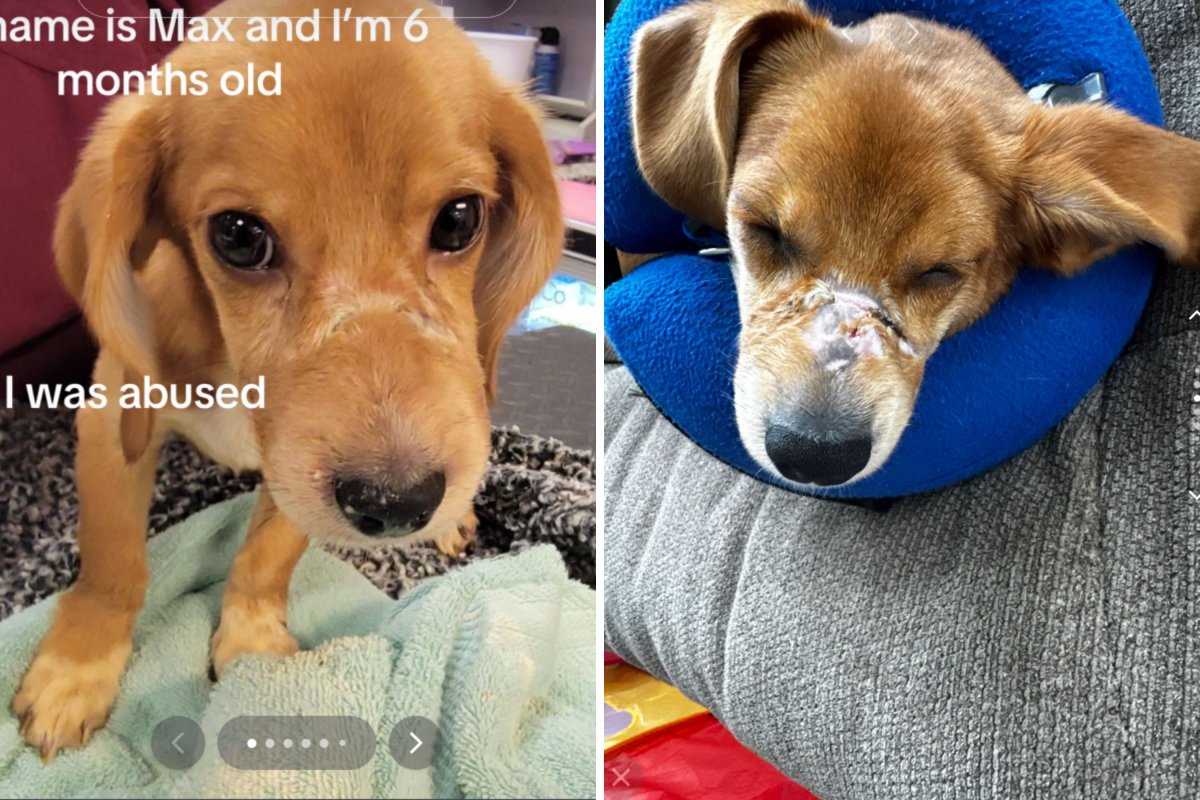 Puppy zip tied for barking