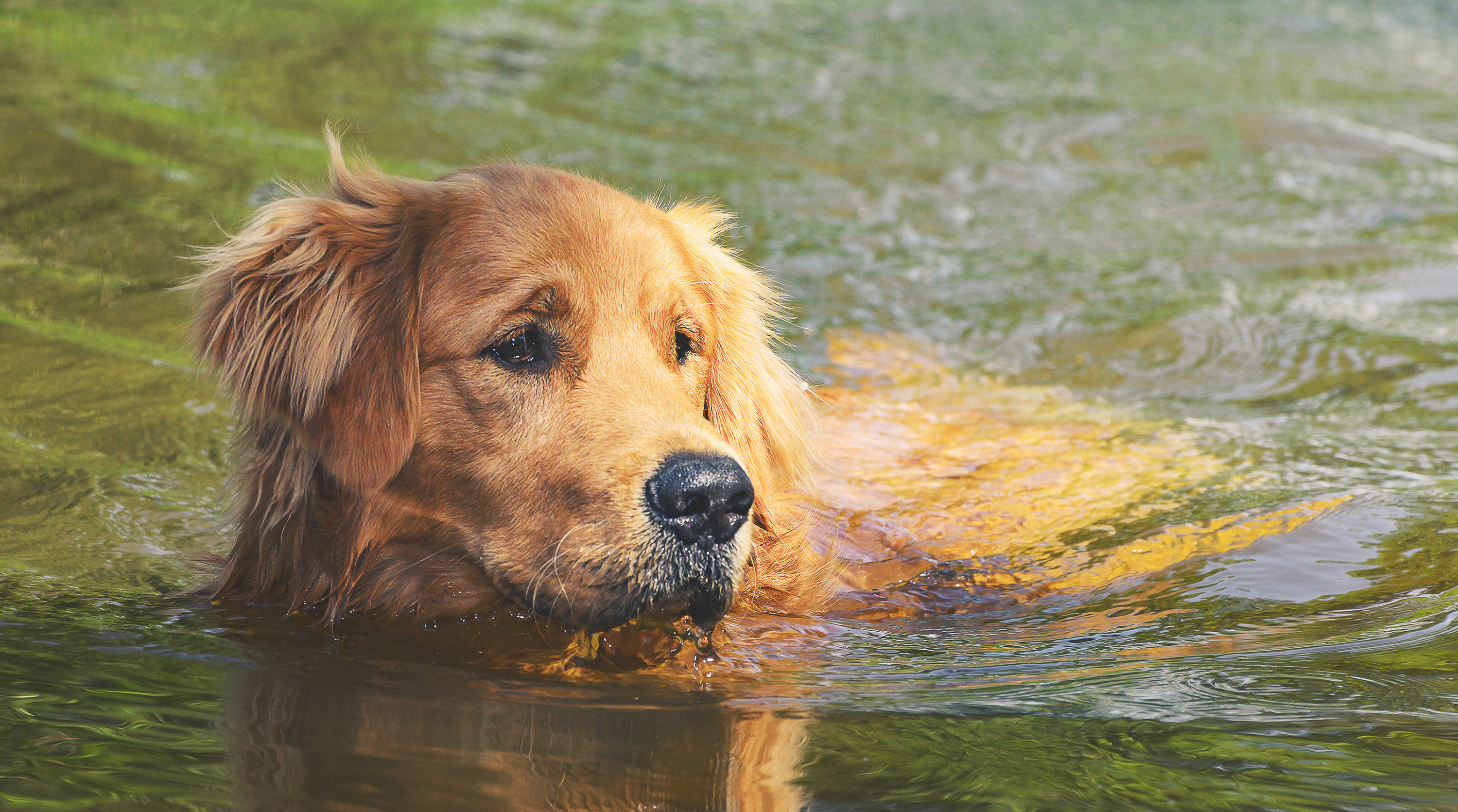 Golden Retriever Enjoys River Floaty Ride With Owner&mdash;Then Rope Slips