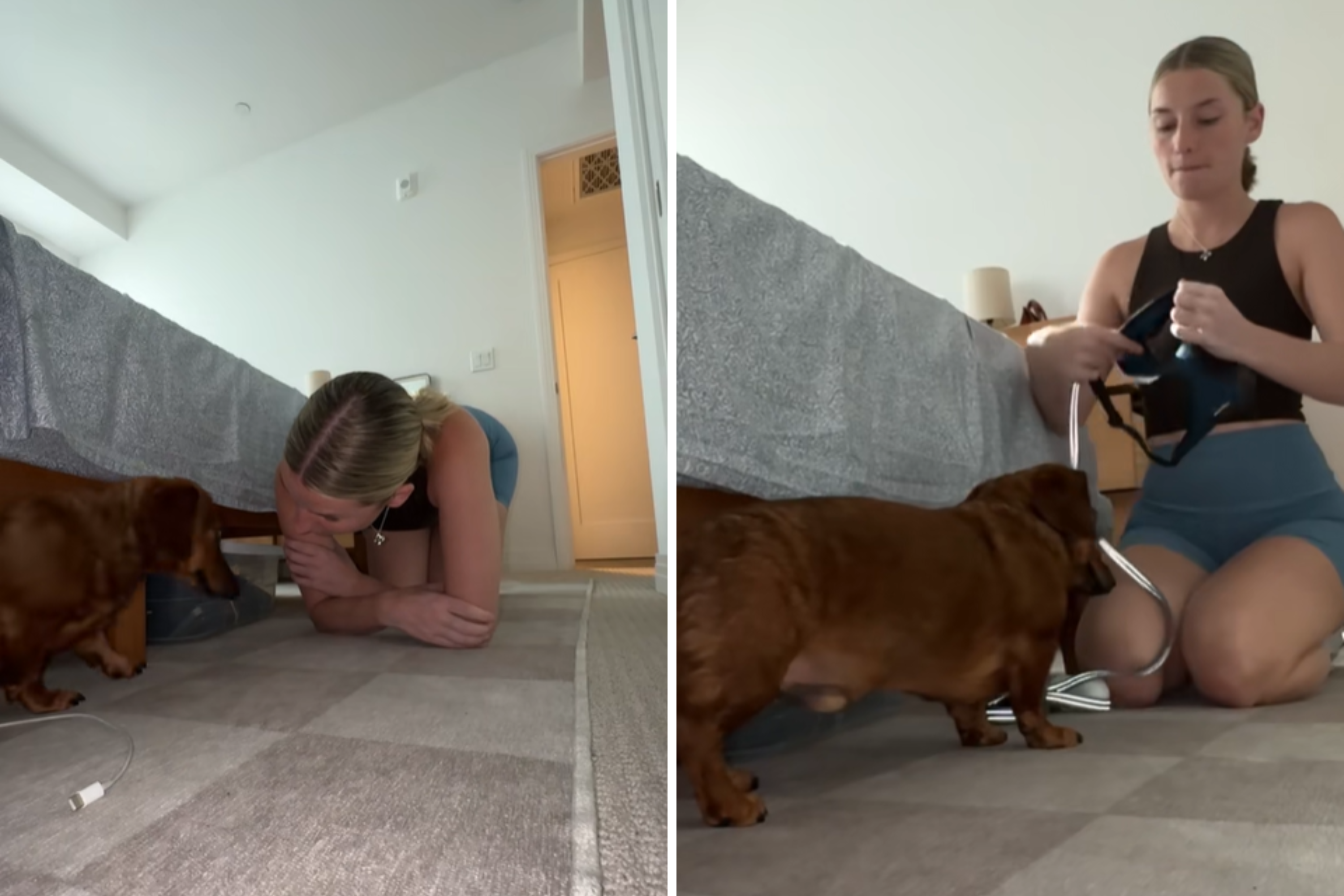 Owners Hilarious Attempt To Walk Dog Goes Viral: Pretty Much Have a Cat