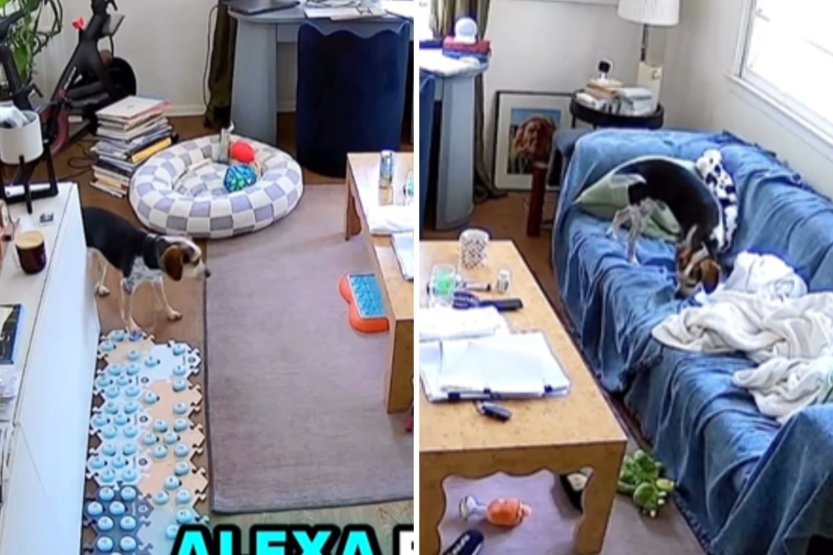 Dog Uses Alexa To Play His Favorite Songs—and It’s All Captured on Pet Cam
