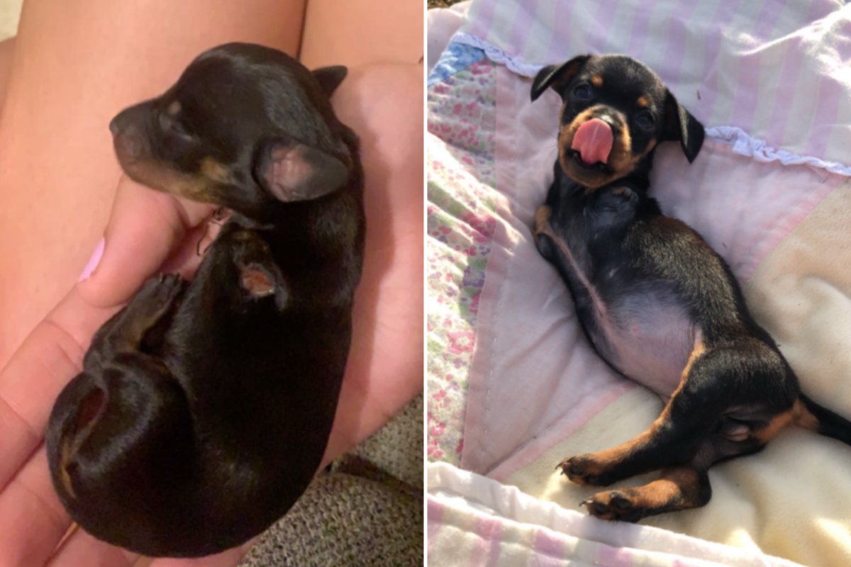 Cucciolo di due piedi