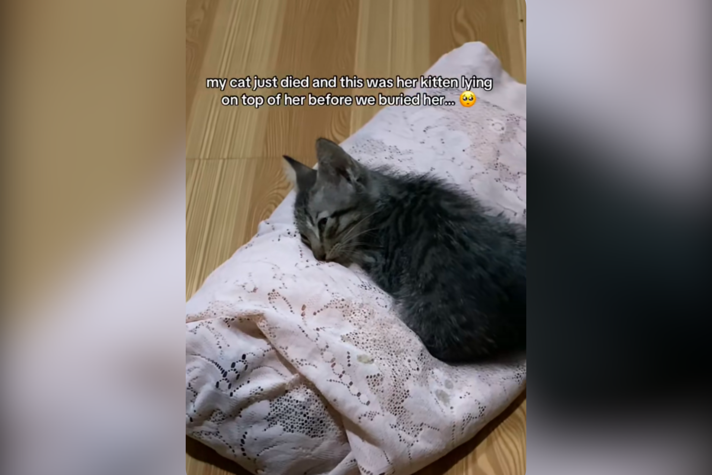 Momma Cat Passes Away Suddenly, Hearts Break Over What Her Kitten Does Next