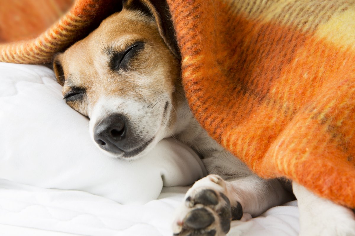 Dog in bed