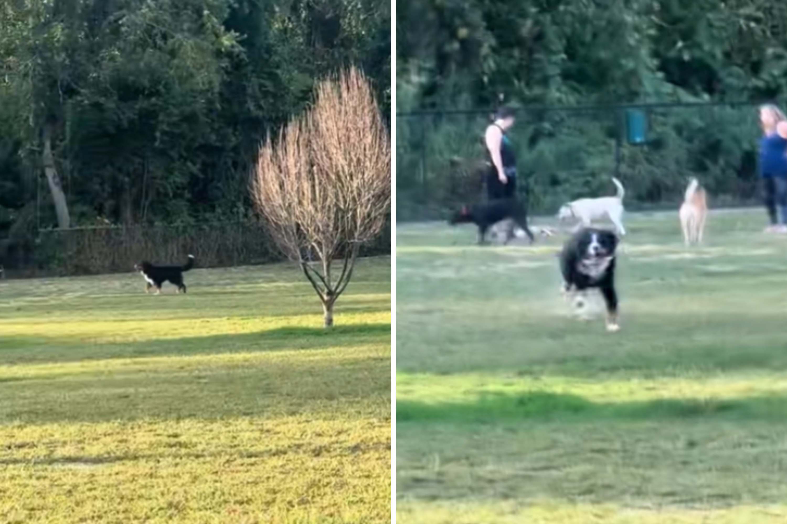 Hearts Break As Giant Dog Thinks He's 'Lost' in Park—Then Has Realization