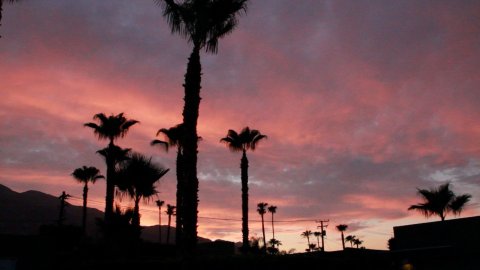 Desert Migration Dusk