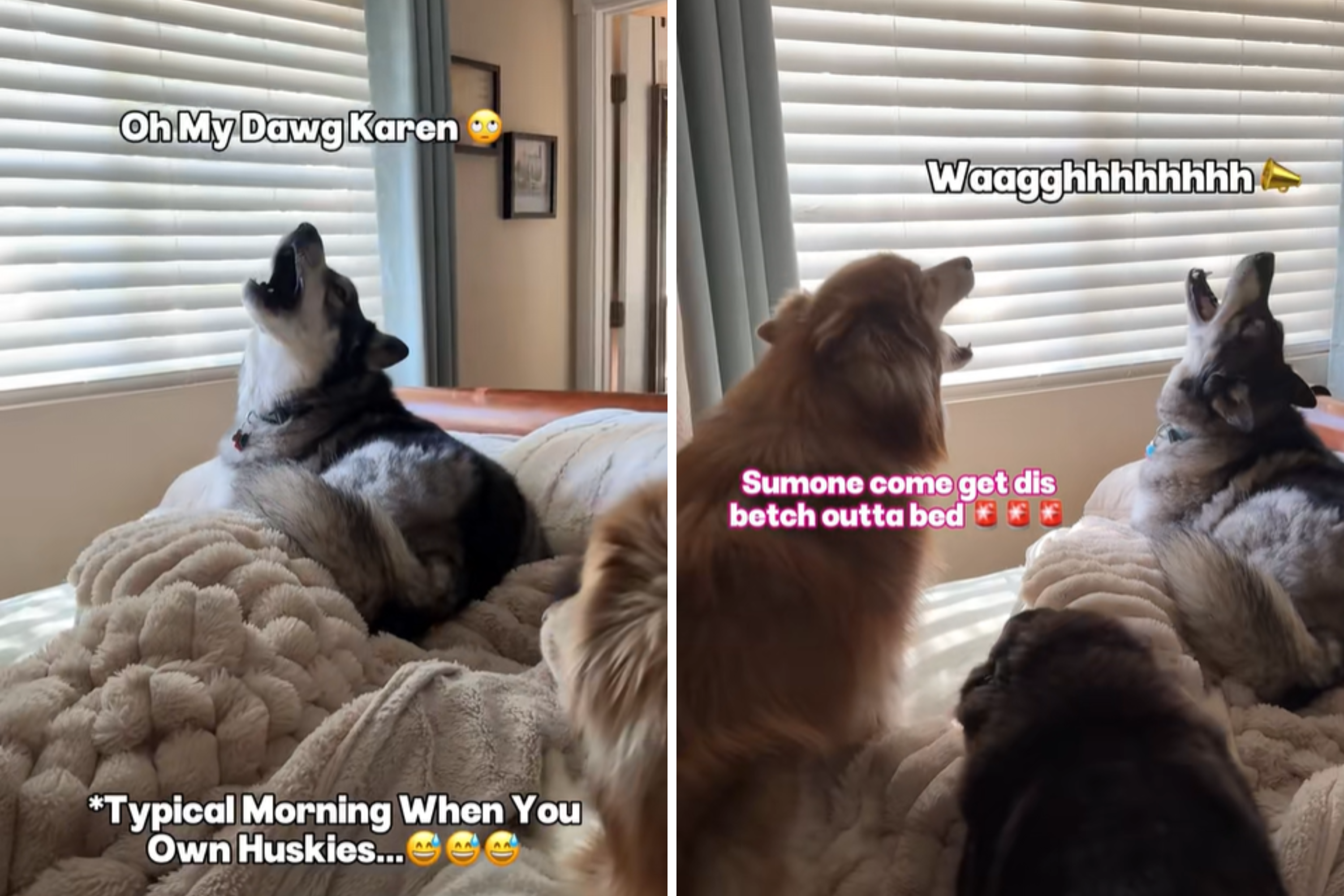 Husky Owner Shares the Usual Morning Routine: Bet Your Neighbors Love You Husky Owner Shares the Usual Morning Routine: Bet Your Neighbors Love You