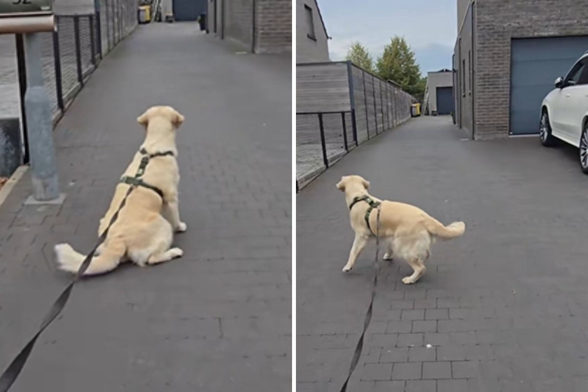 Golden retriever waits for friends