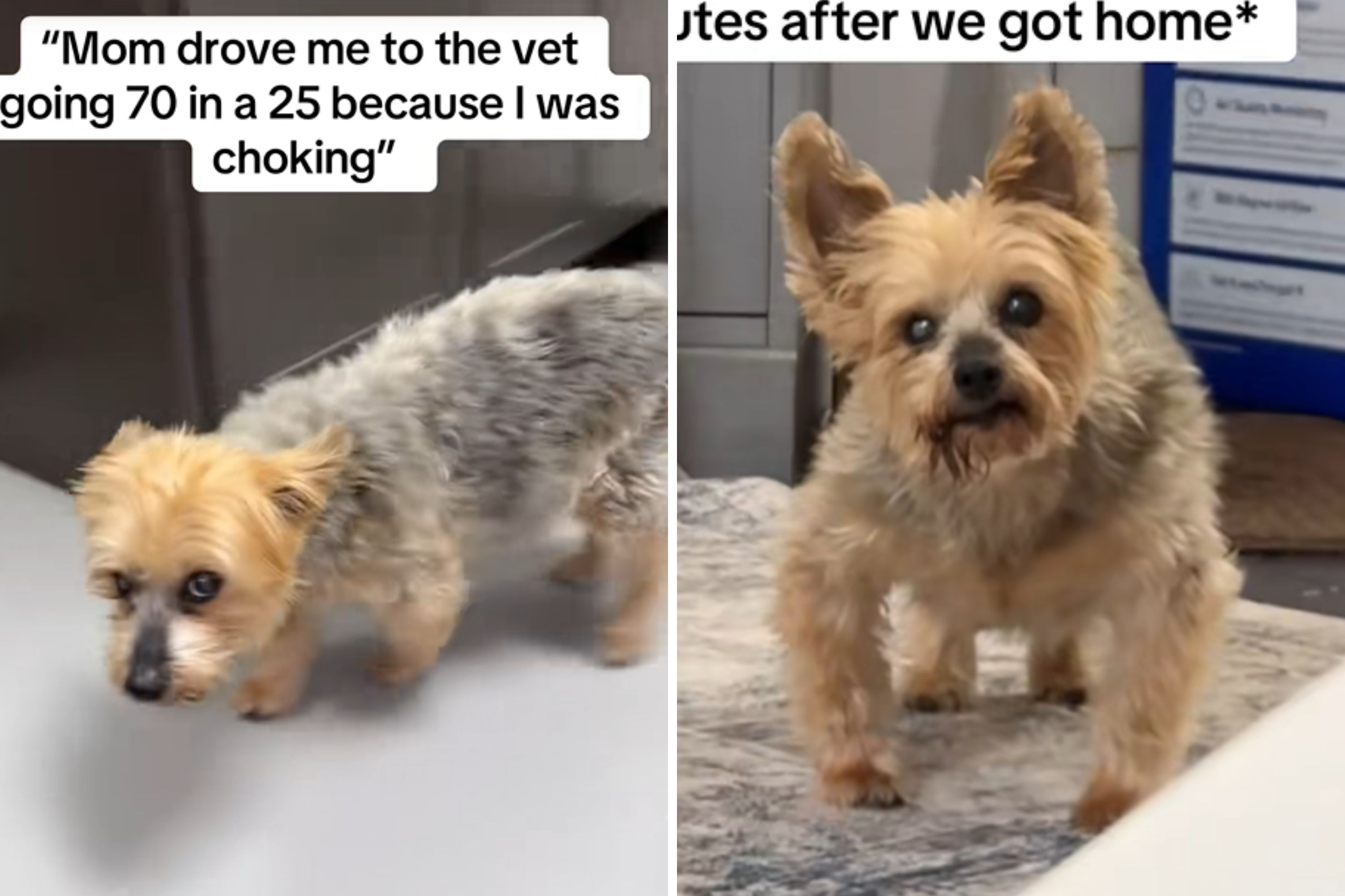 Woman Rushes Choking Dog to Vet&mdash;Unprepared for What Later Happens at Home