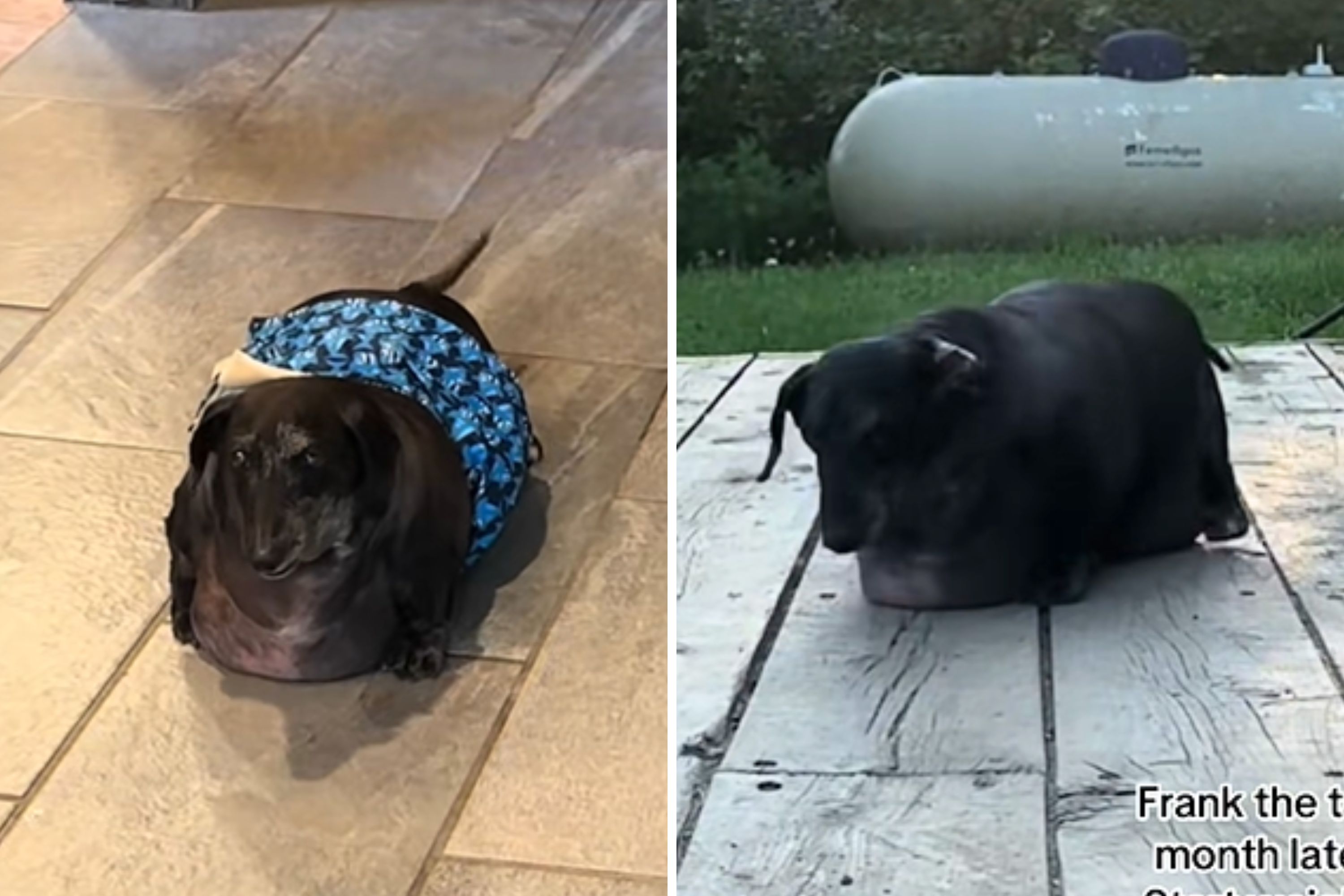 Dachshund Recused Weighing a Whopping 37 Lbs&mdash;Now Hes Unrecognizable