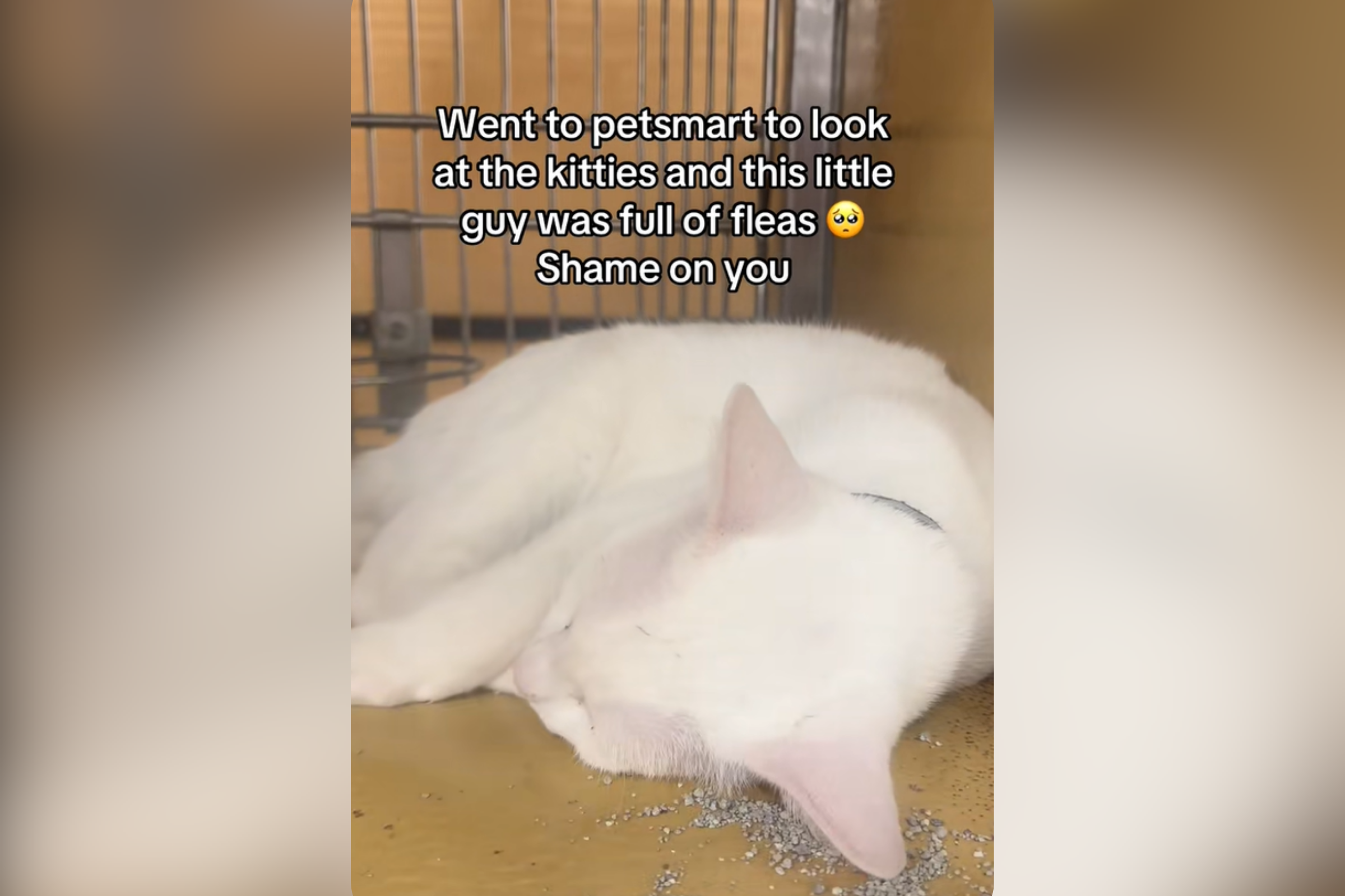 Woman Visits PetSmart, Horrified by What She Sees on Cat for Sale