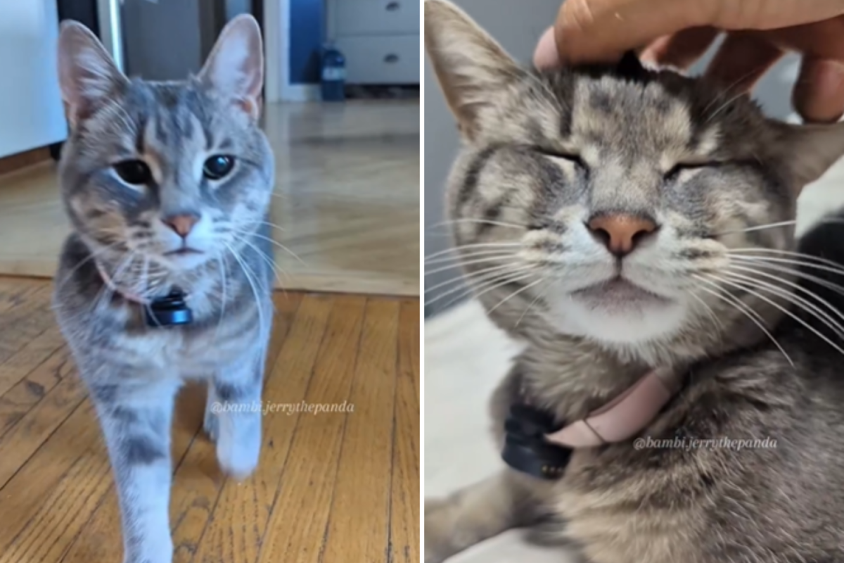 Bambi the cat