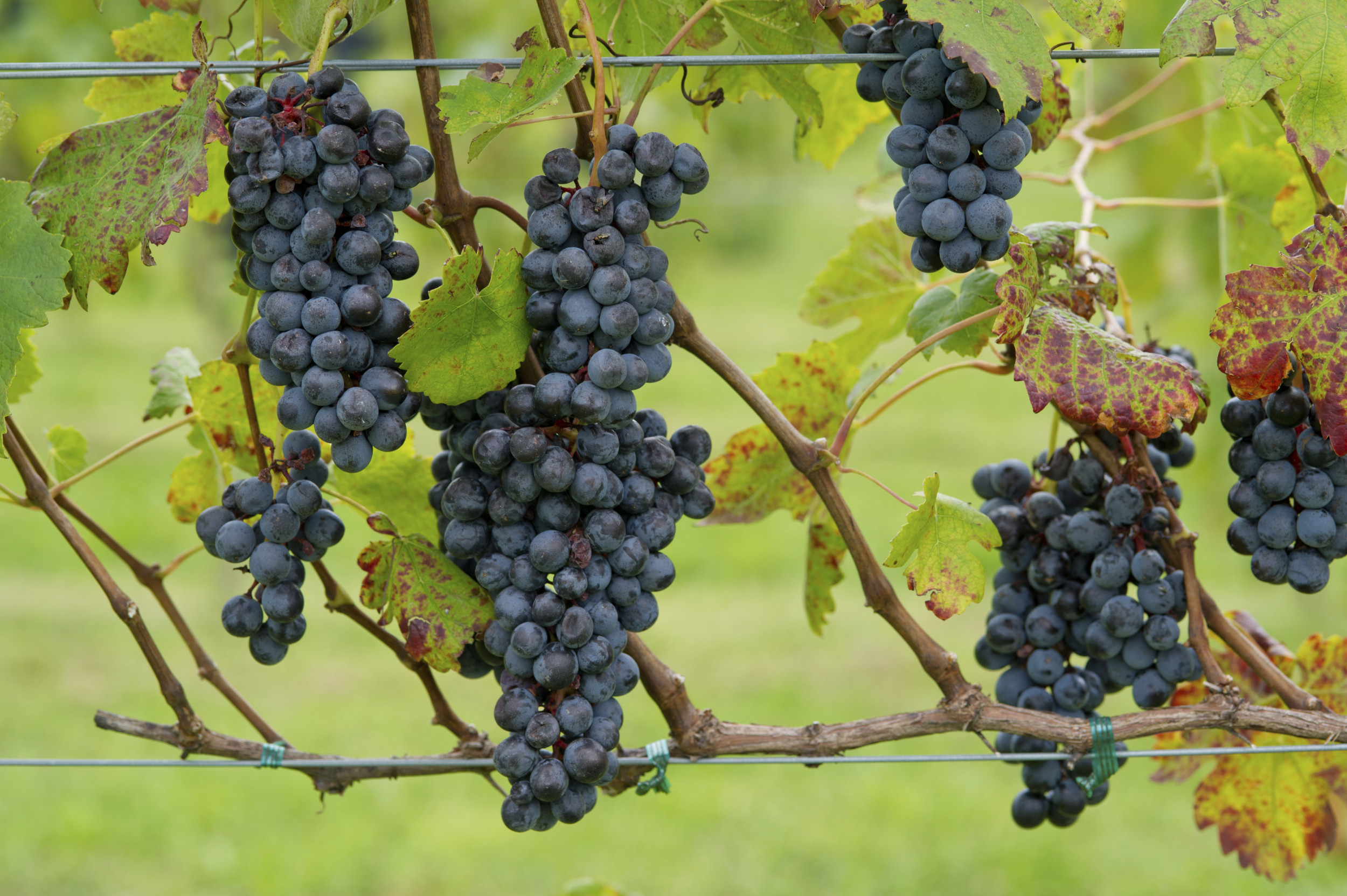 Fruit Juice Recall as FDA Issues Risk Warning Over Sanitation Concerns