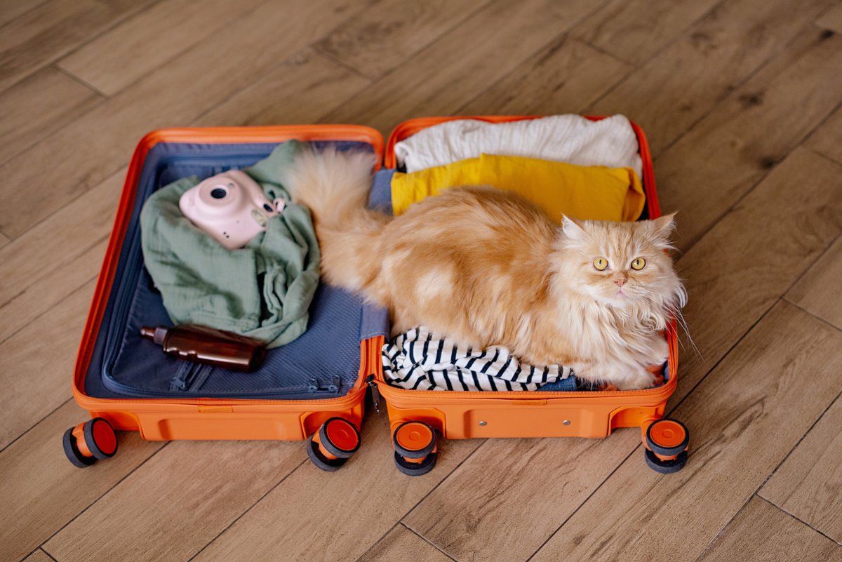 Orange cat in suitcase