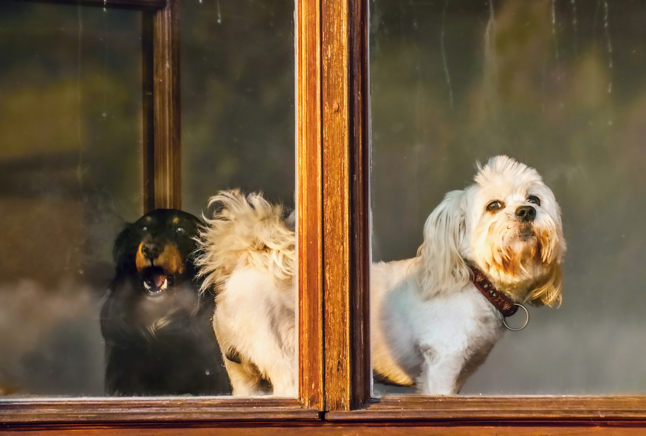 Woman Does Usual Walk Home, Captures Priceless Scene in Window