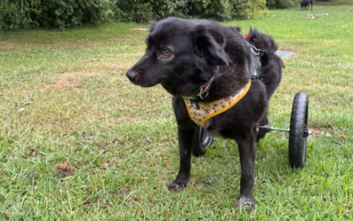 Cola the disabled rescue dog.