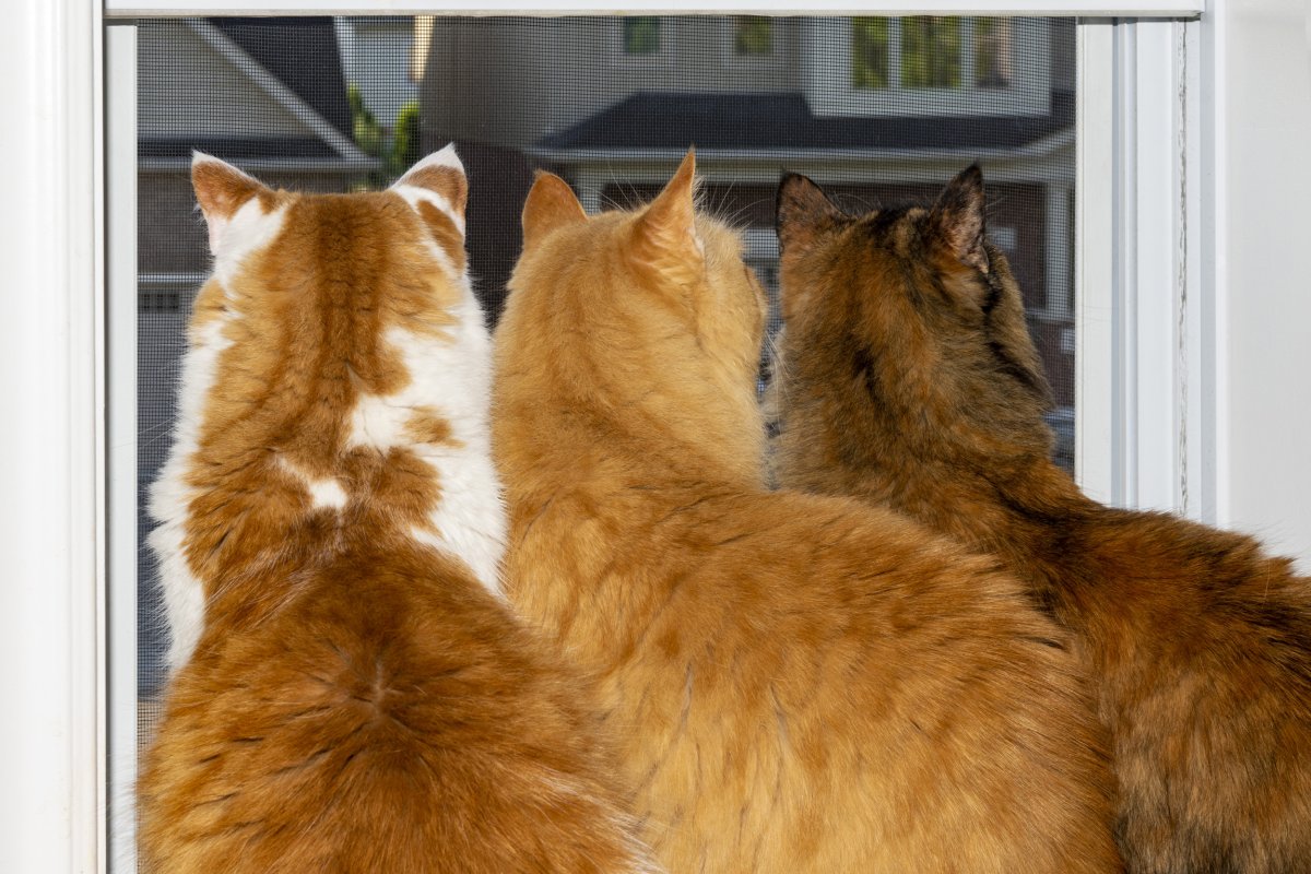 cats looking out the window