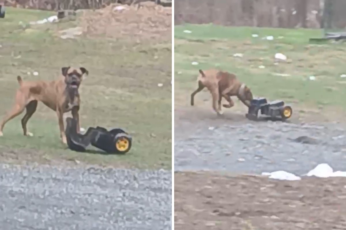 Boxer playing with bulldozer toy