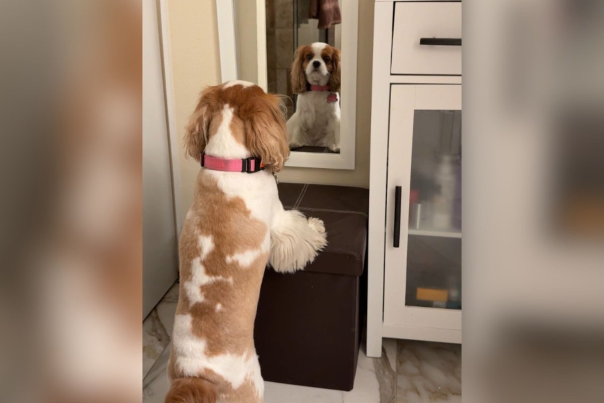 Dog looking in mirror