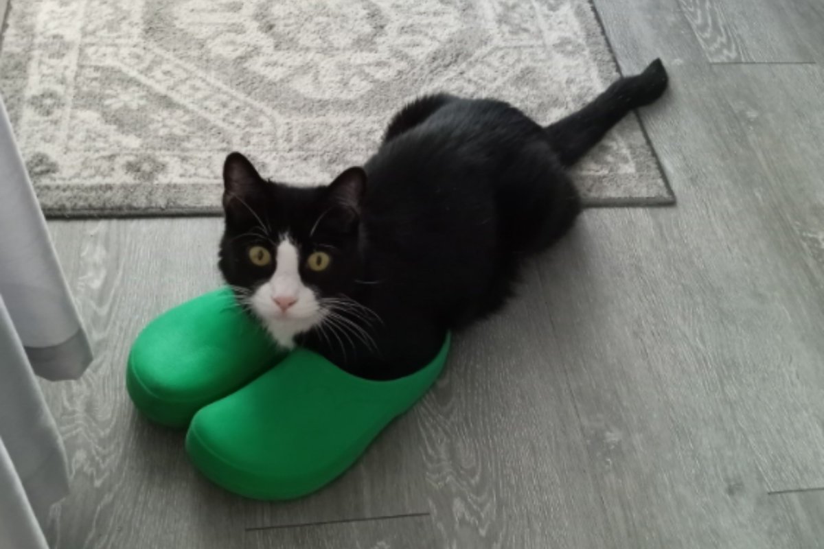 Cat sitting on shoes