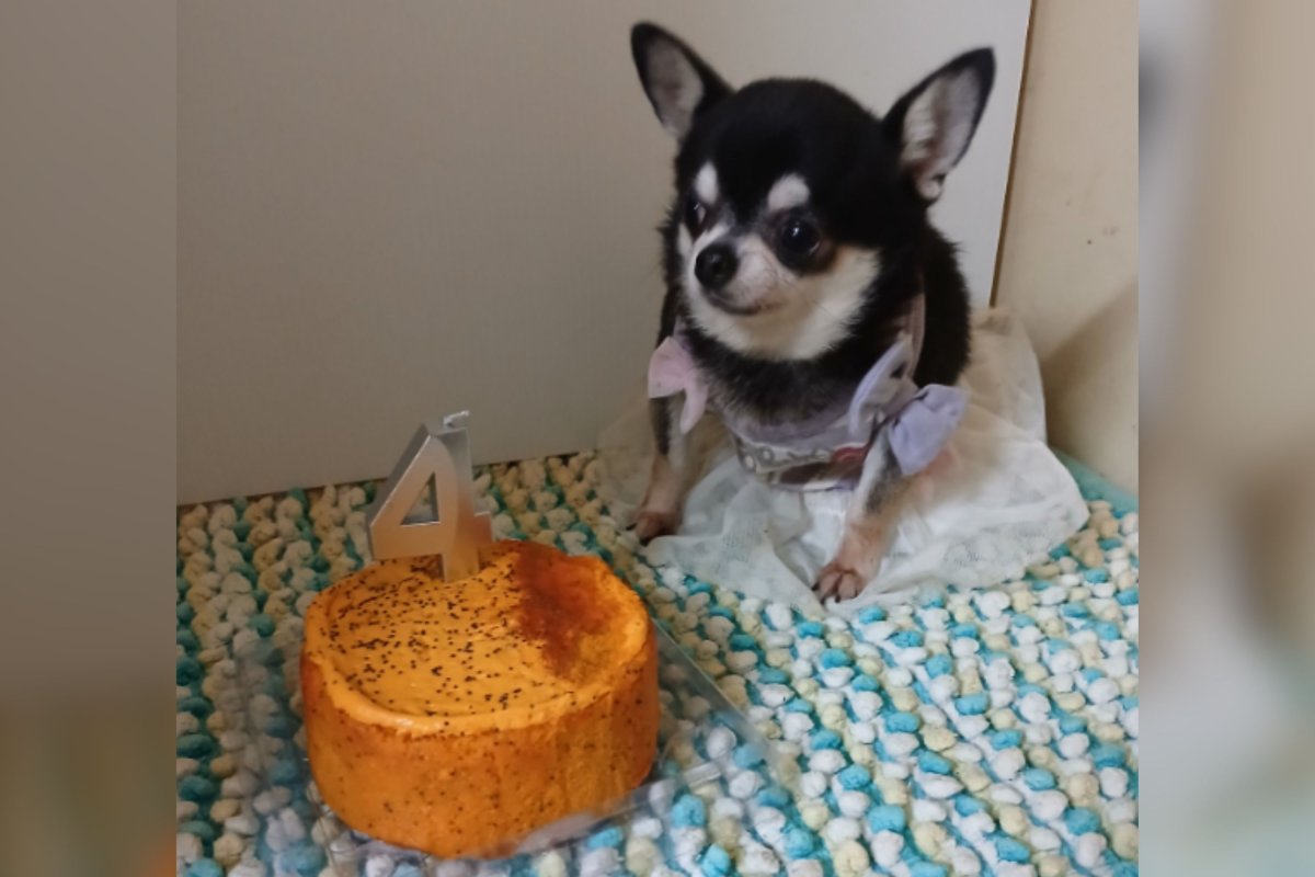 Chihuahua celebrates birthday