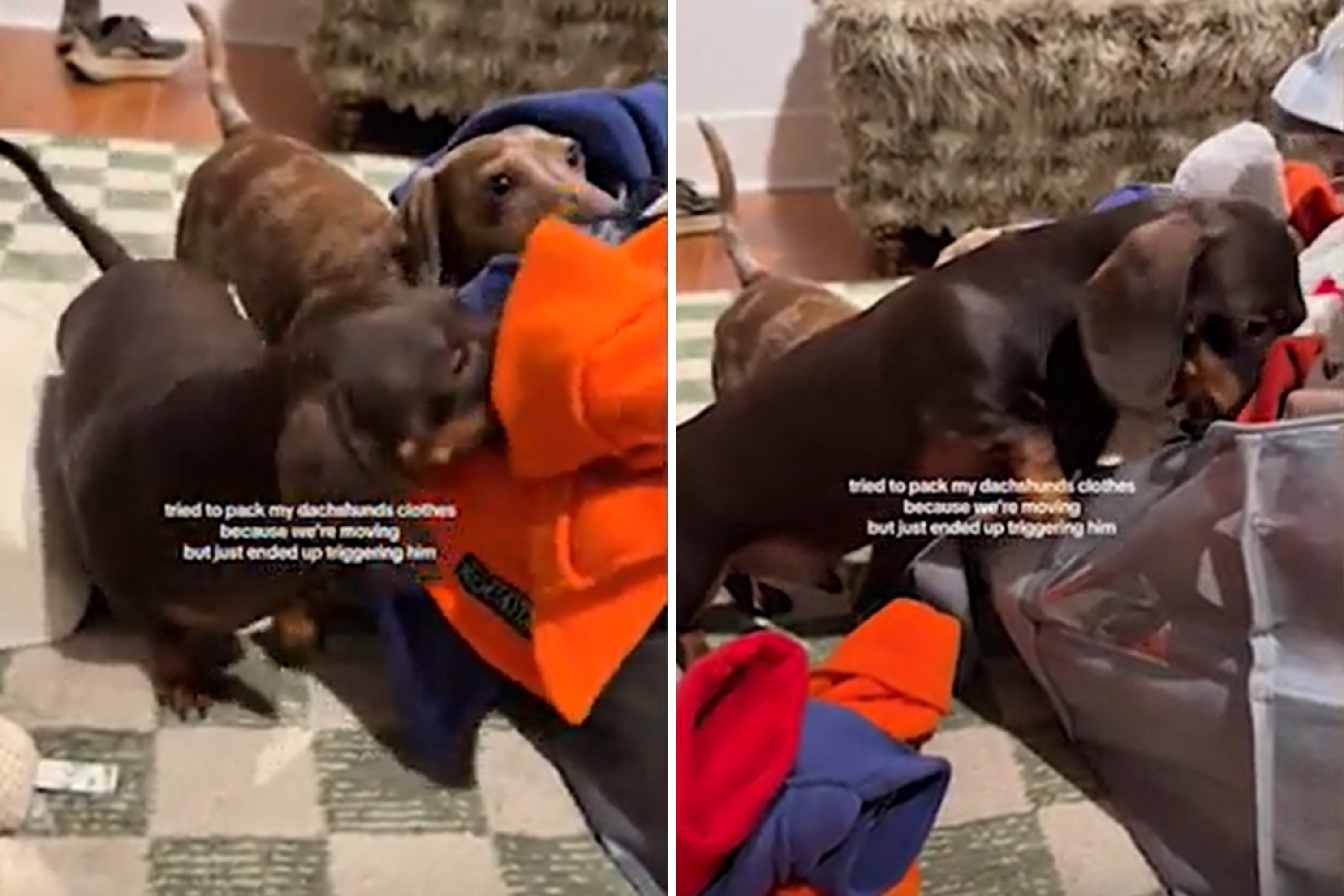 Dachshunds Response to Owner Packing His Clothes for Move: So Much Anger