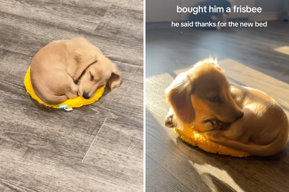 Split image of Wally the dachshund.