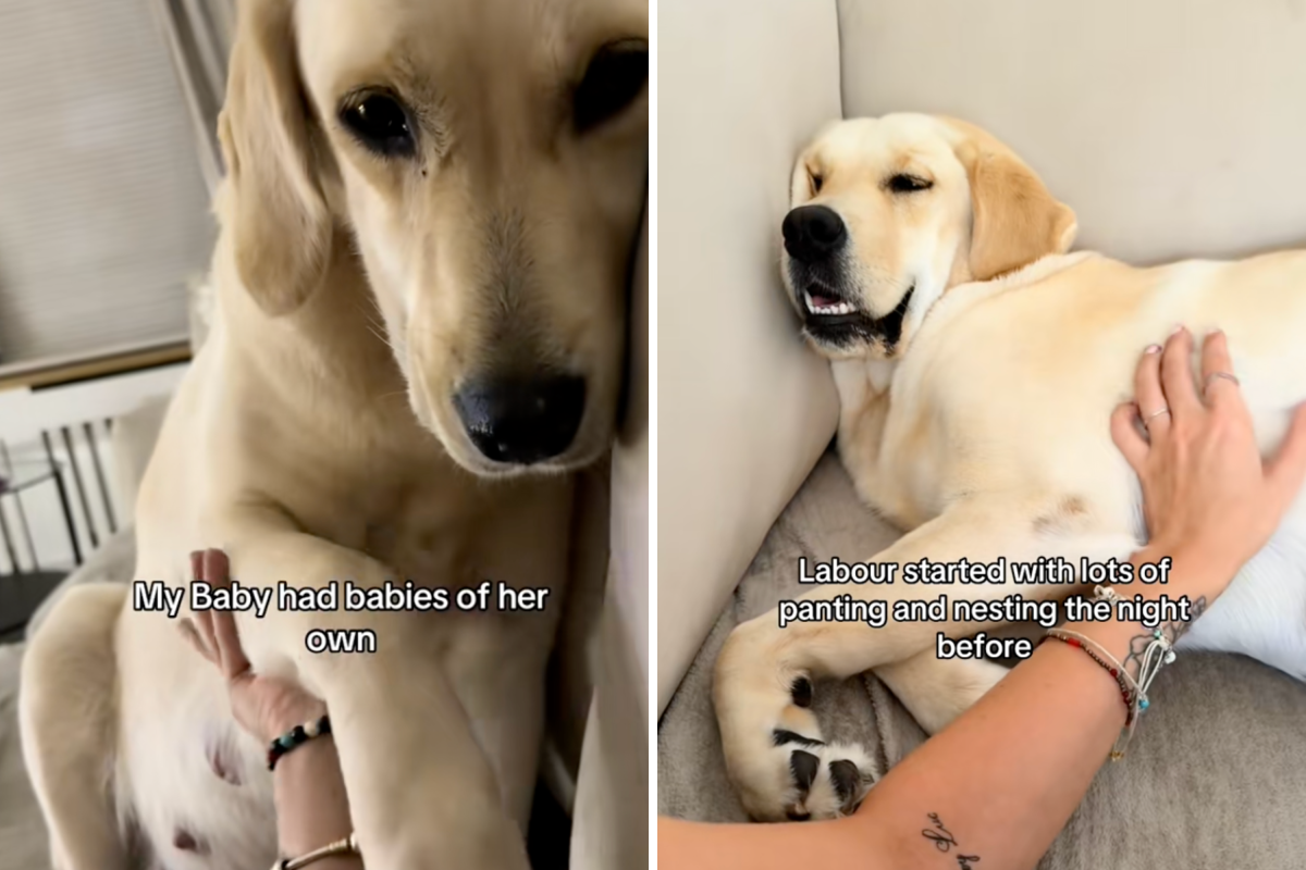 Baby the dog.