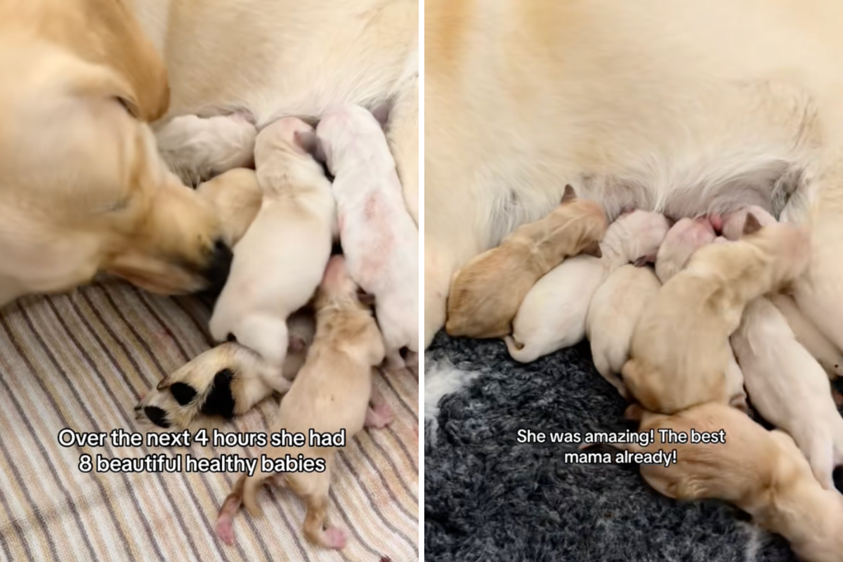 Baby's newborn puppies.