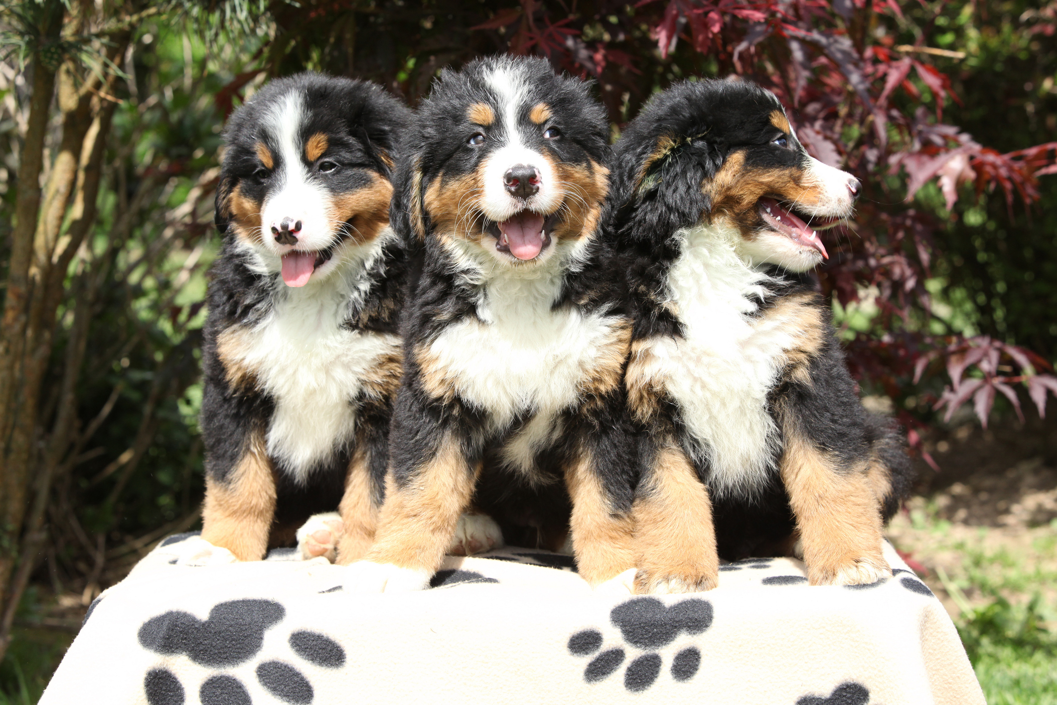 Bernese Mountain Dogs Owner Proves Coming Home Cant Be Anything but Joy