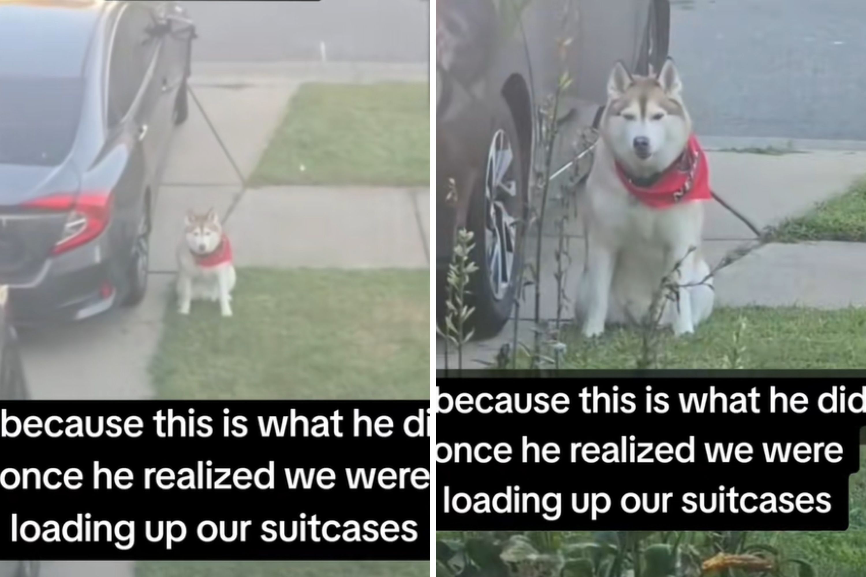 Dog Spots Suitcases Being Packed&mdash;What He Does Next Changes Everything