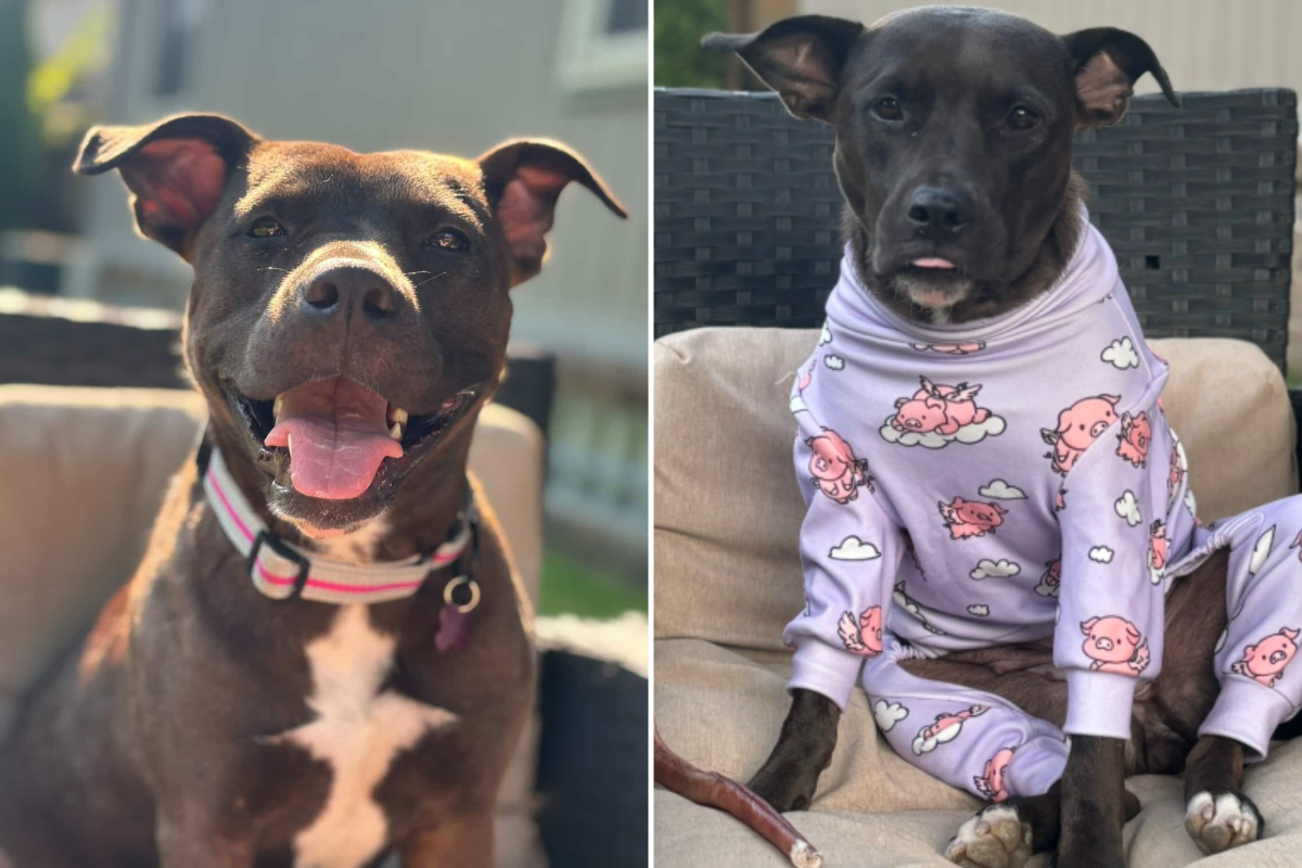 Faith foster dog