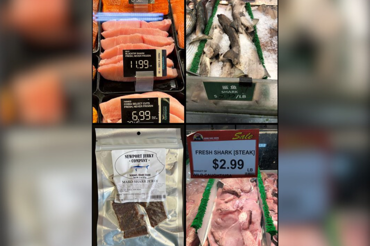 Shark meat