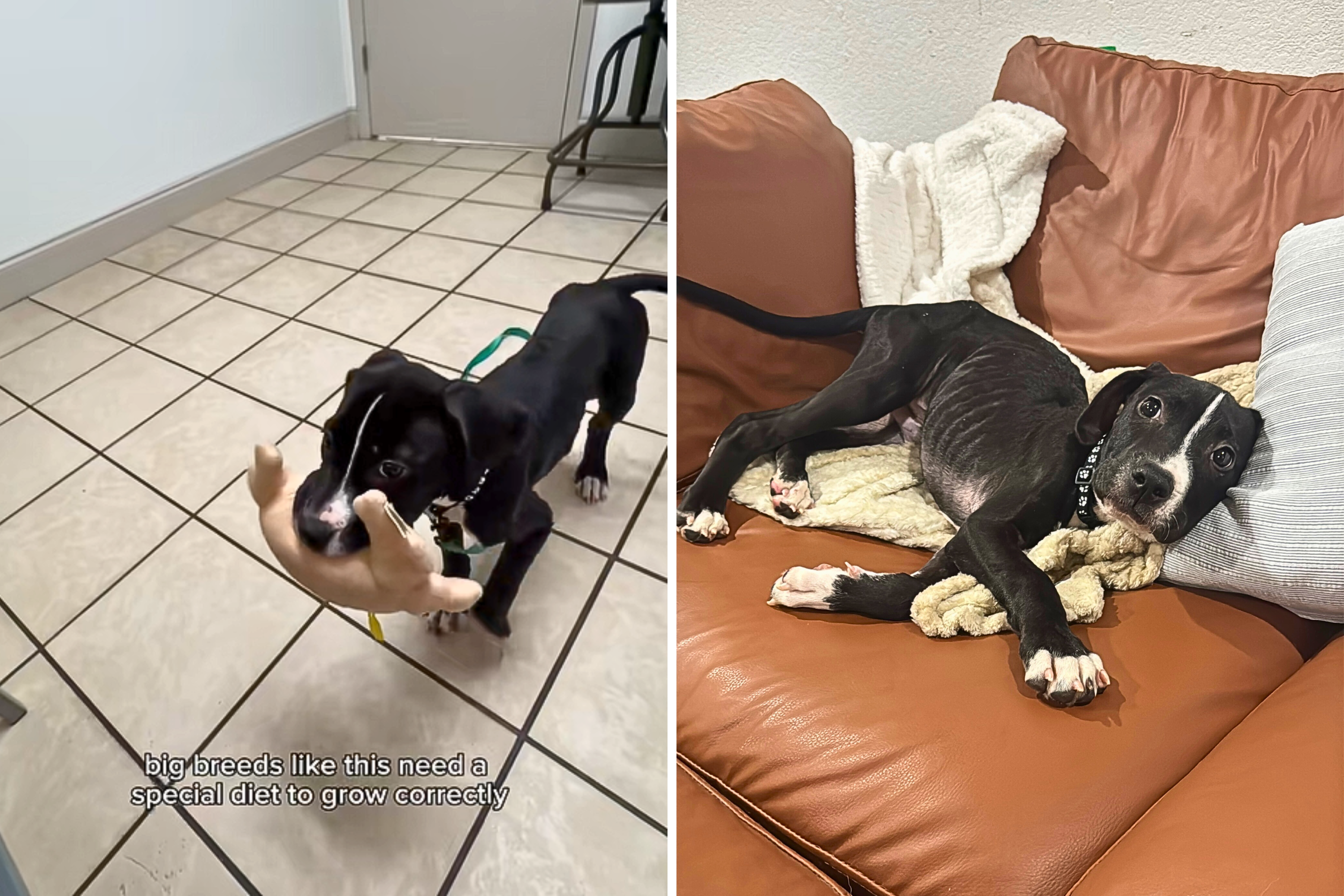 newsweek.com - Melissa Fleur Afshar - Foster puppy taken to vet assuming he's malnourished-then comes revelation