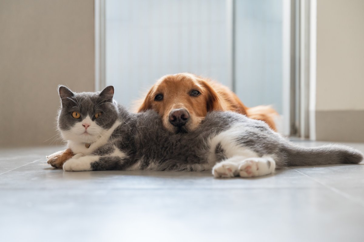 A imagem de um gato e um cachorro.