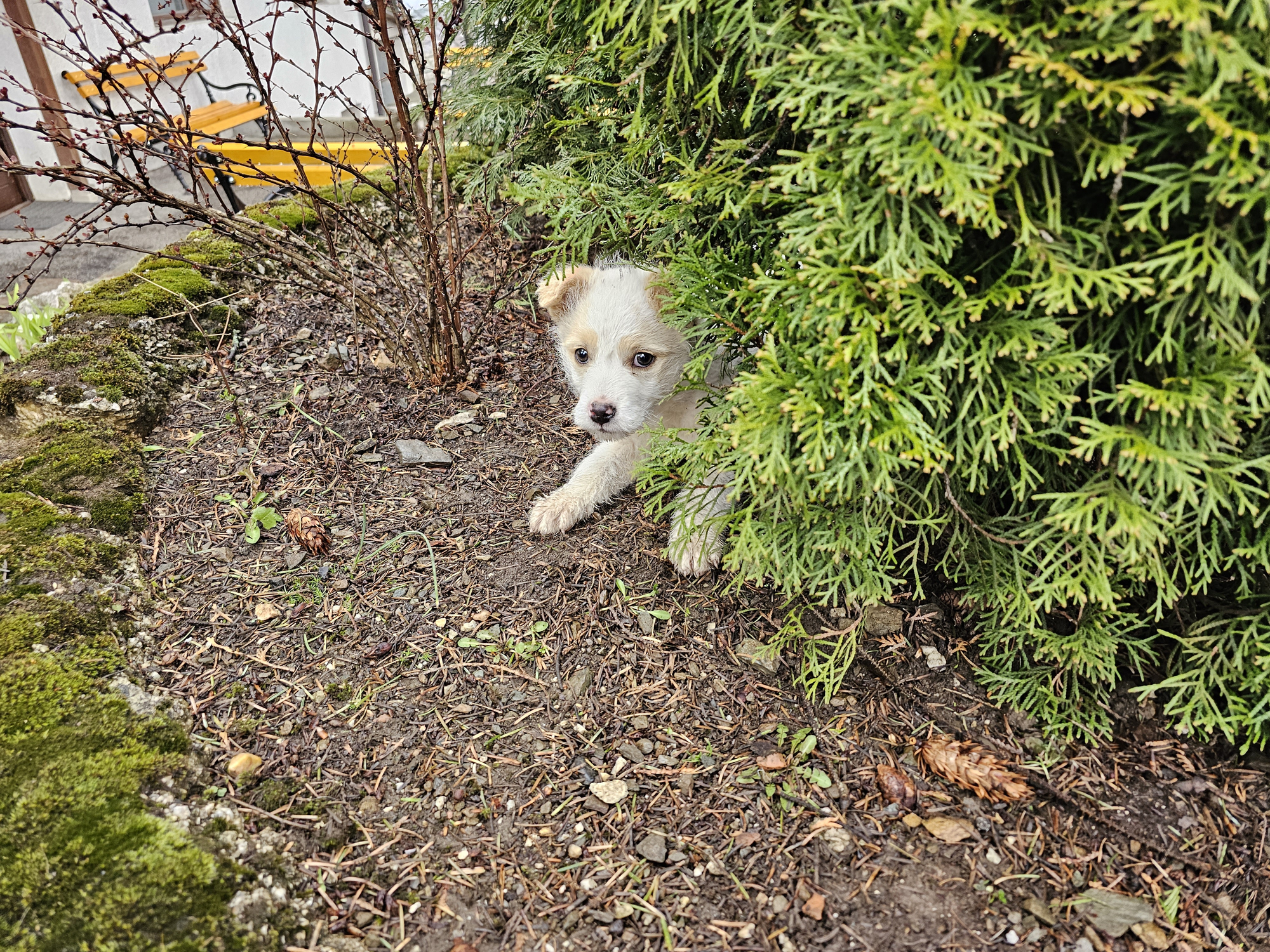 Reason Dog Is Scared To Come Inside Leaves Internet in Stitches: Camouflaged