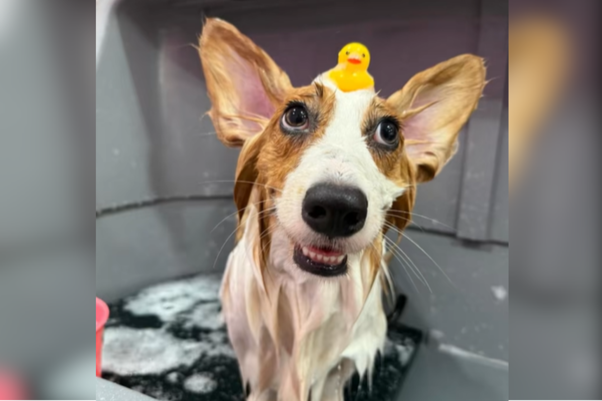 corgi at the groomers
