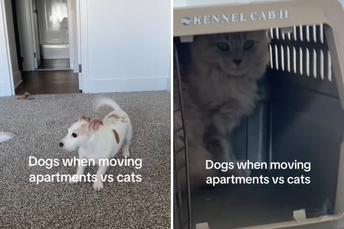 Dog vs cat during move