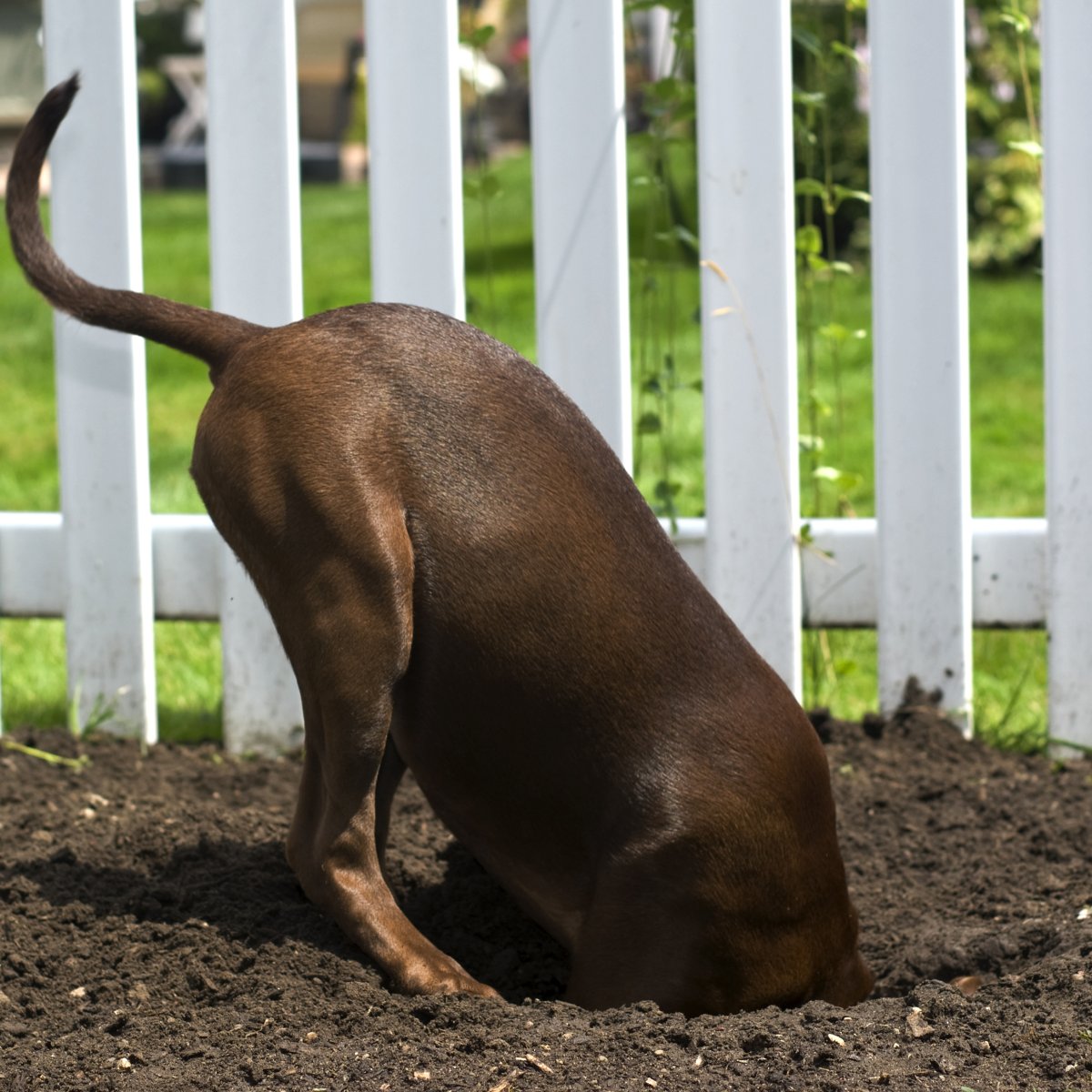 Dog digging