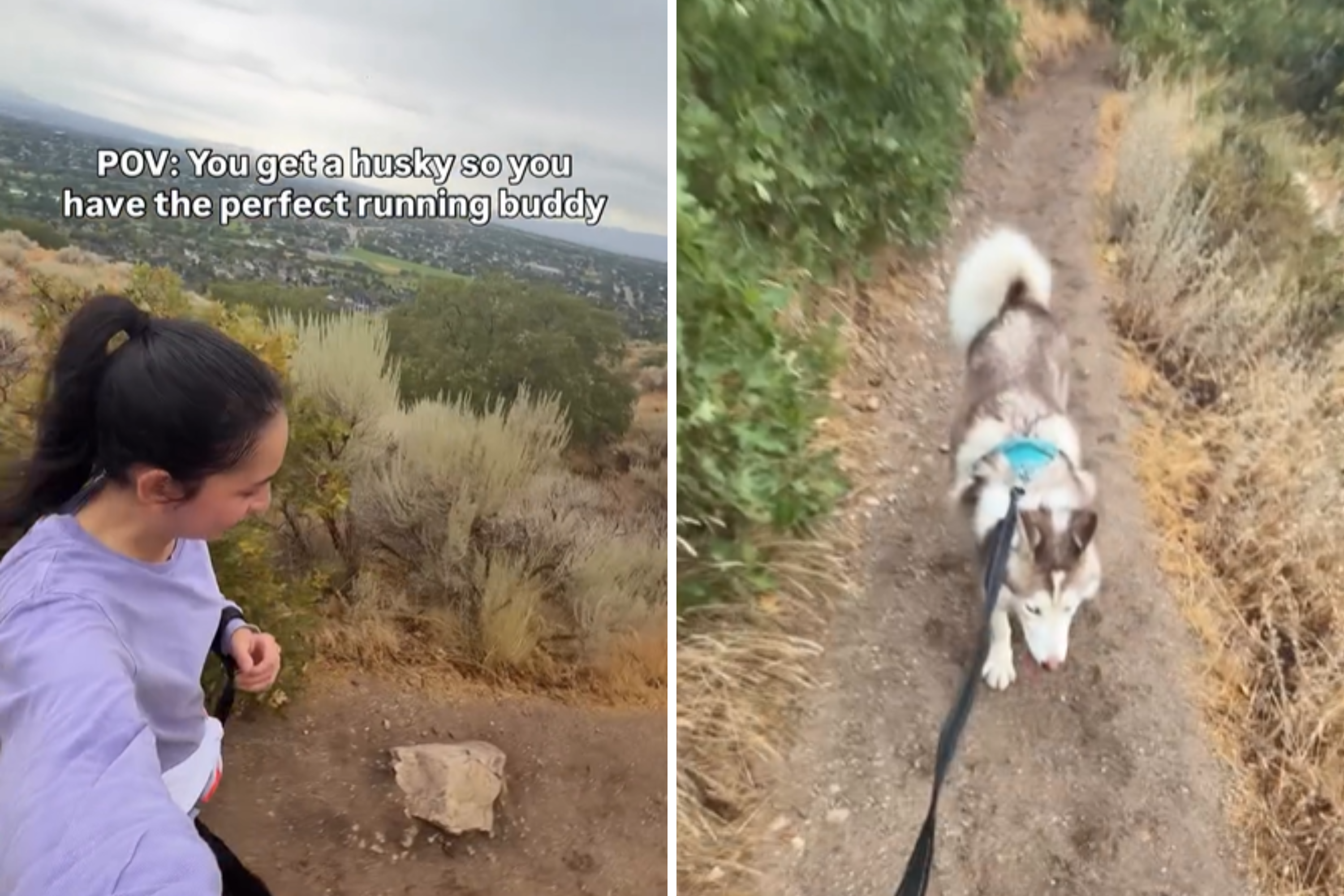 Woman Gets Husky Thinking Hed Be Perfect Running Buddy, Backfires