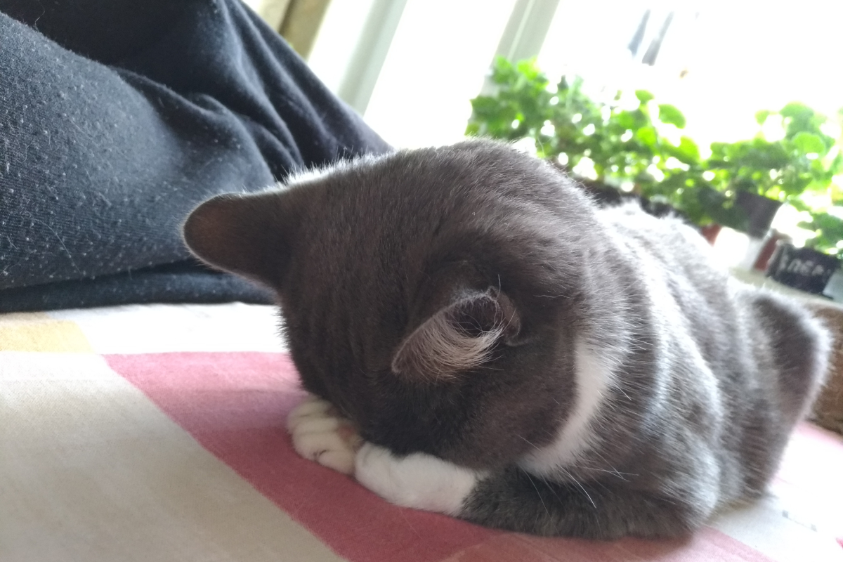 O gato no rosto adormecido do gato